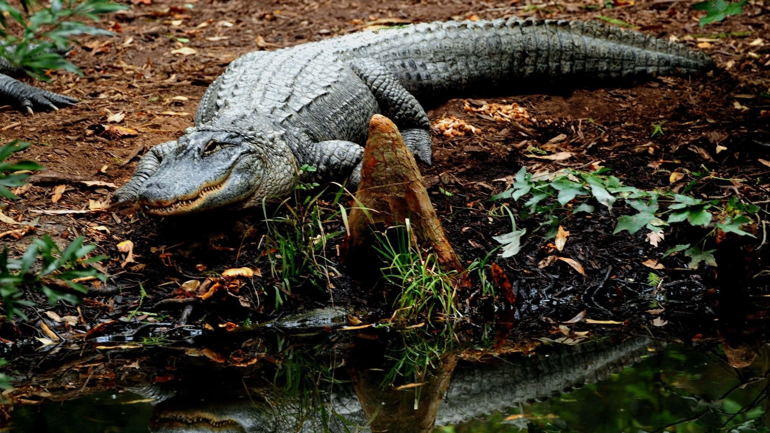 Alligator 桌布 壁紙 — 一隻大鱷魚在水邊的泥濘河岸上休息，周圍有倒影和綠色植物。