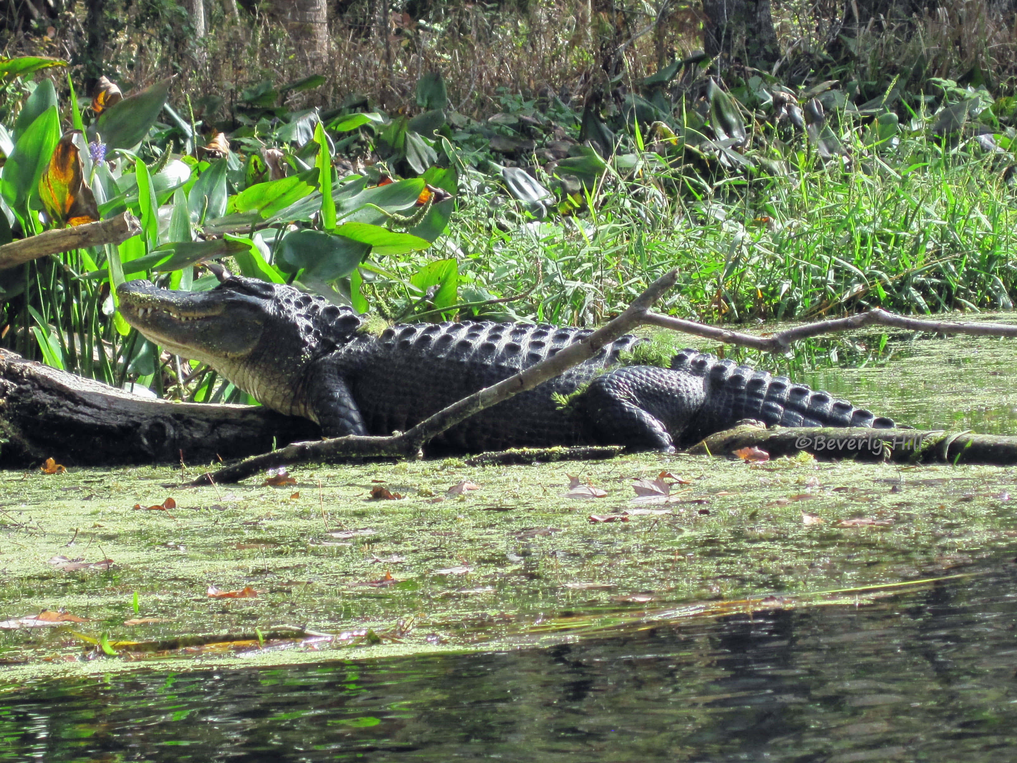 Alligator 桌布 壁紙 — 一隻大鱷魚在陽光明媚的沼澤中，周圍是茂密的綠色樹葉，一動不動地躺在長滿苔蘚的木頭上。