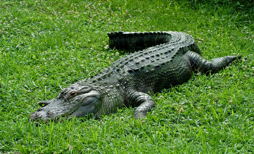 Alligator 桌布 壁紙 — 一隻大鱷魚在點綴著小白花的鮮綠色草地上靜止不動地休息。