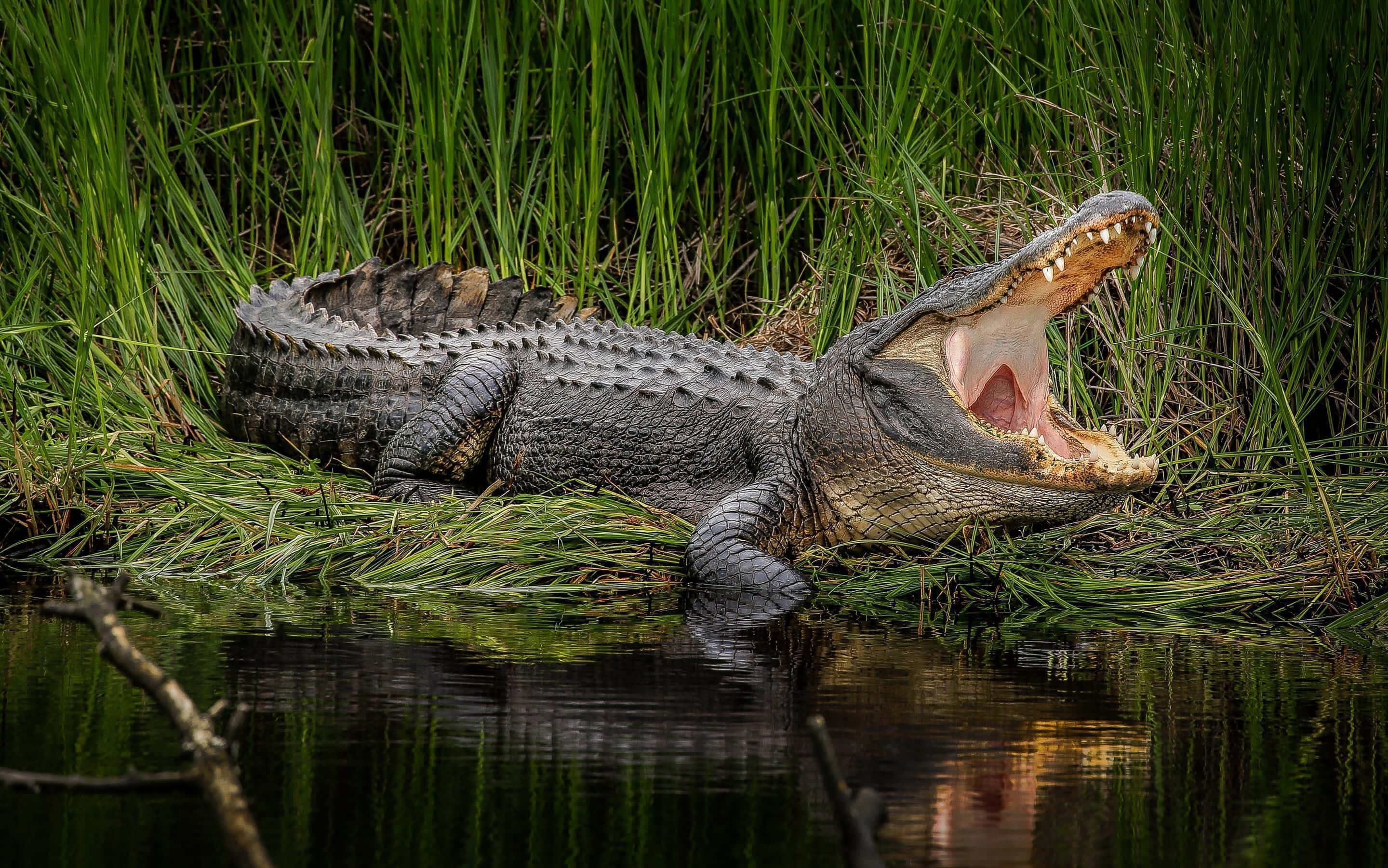 Alligator 桌布 壁紙 — 一隻大鱷魚張大嘴巴，在平靜水邊的高高綠草中休息。