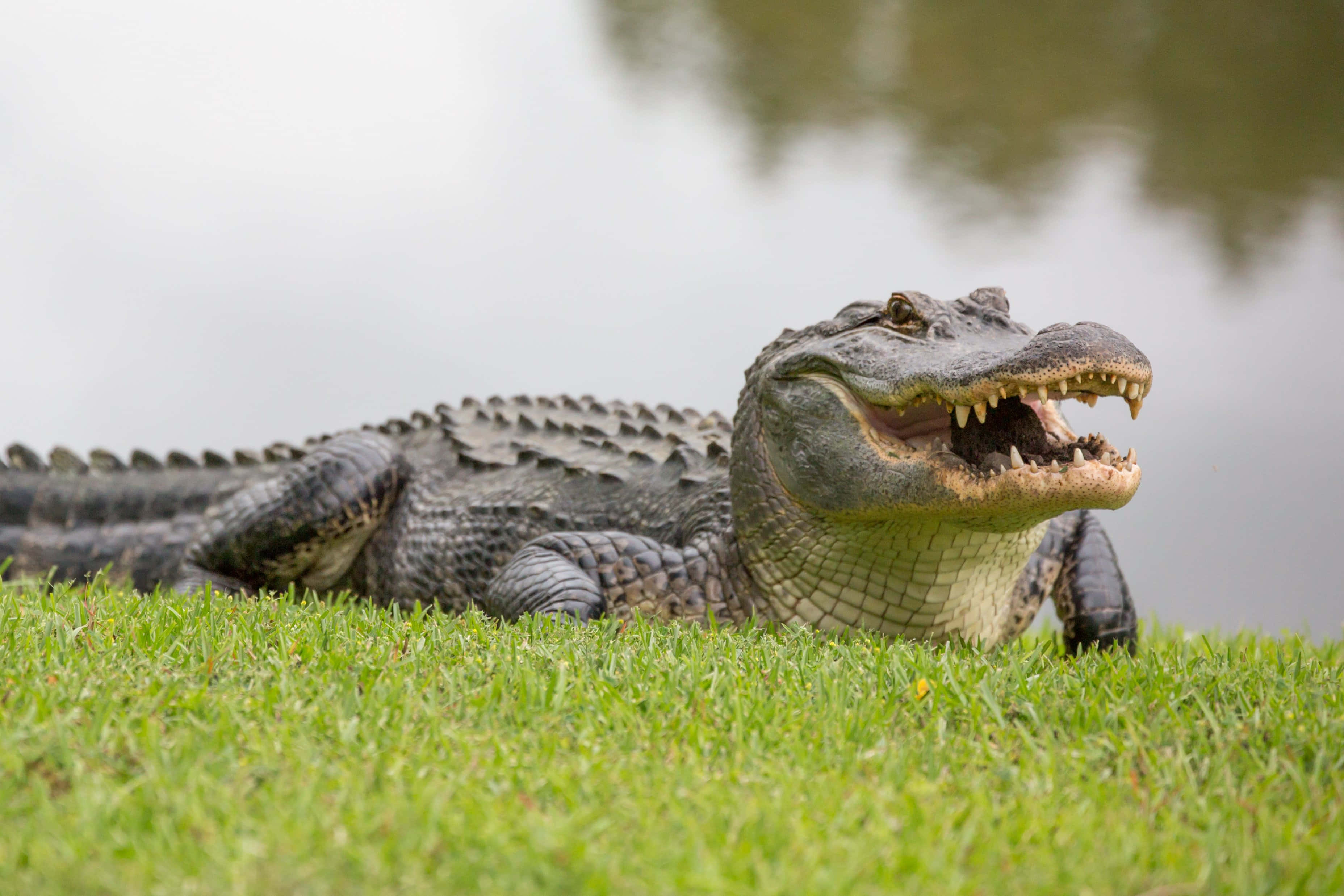 Alligator 桌布 壁紙 — 一隻大鱷魚張開大嘴，在平靜的水邊鮮綠的草地上休息。