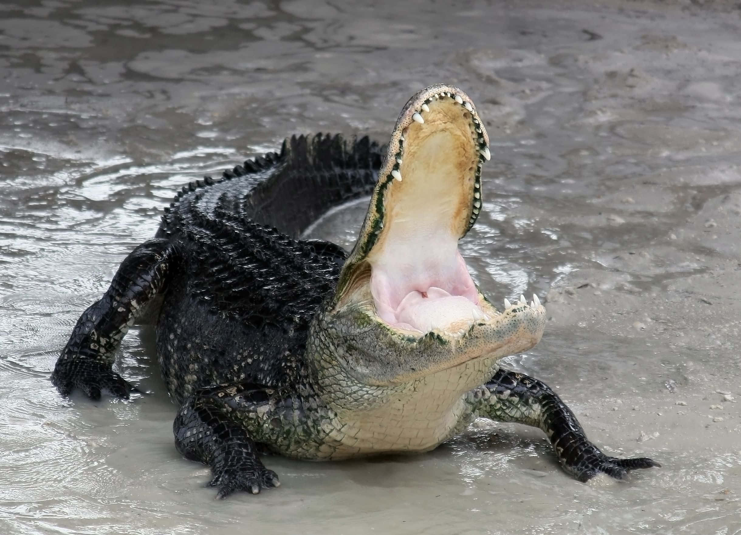 Alligator 桌布 壁紙 — 一隻大鱷魚張開大嘴，露出鋒利的牙齒和粉紅色的牙齦，坐在渾濁的水中。