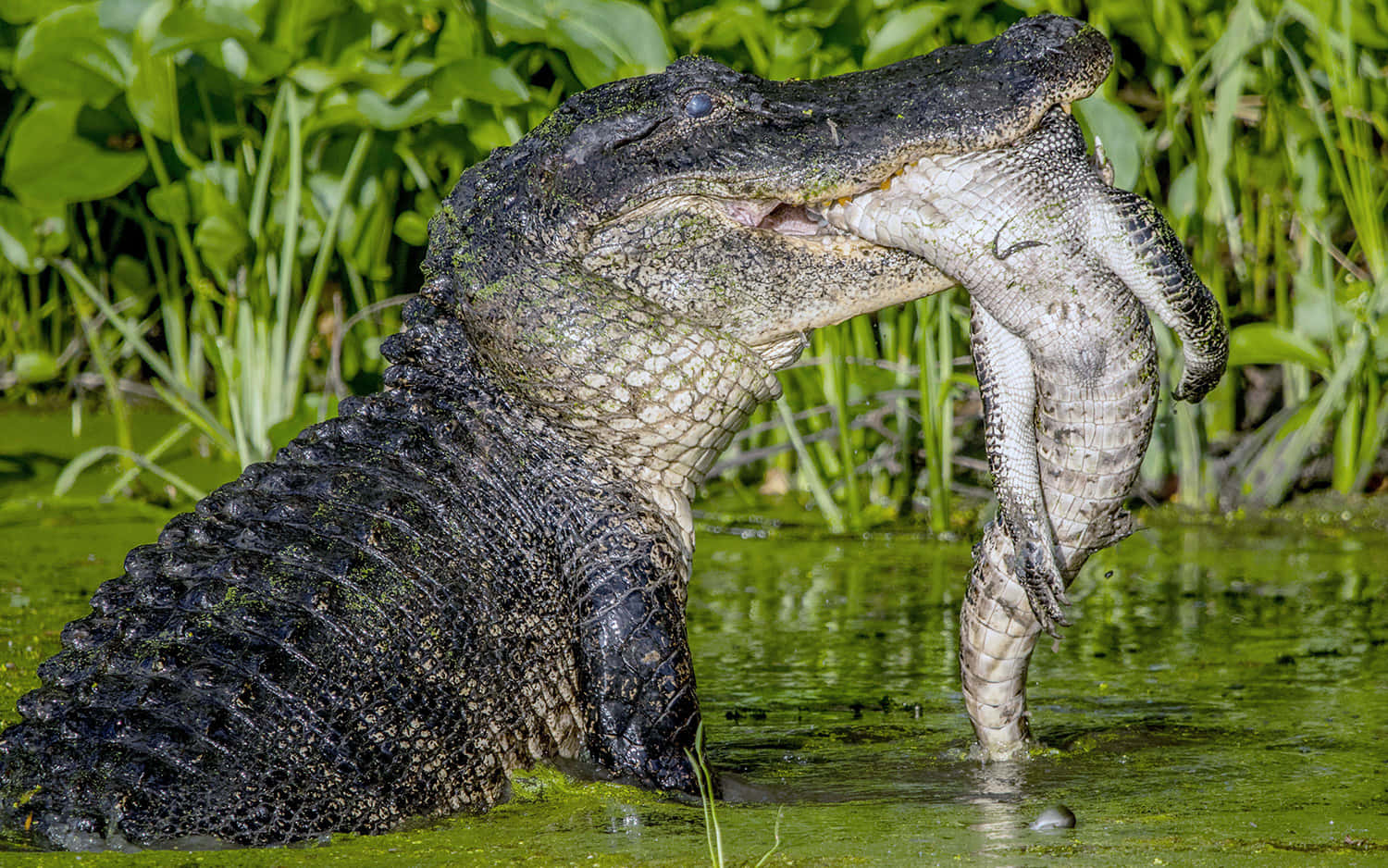 Alligator 桌布 壁紙 — 一隻大鱷魚從渾濁的綠色水中猛撲出來，在茂密的沼澤中抓住一隻較小的鱷魚。