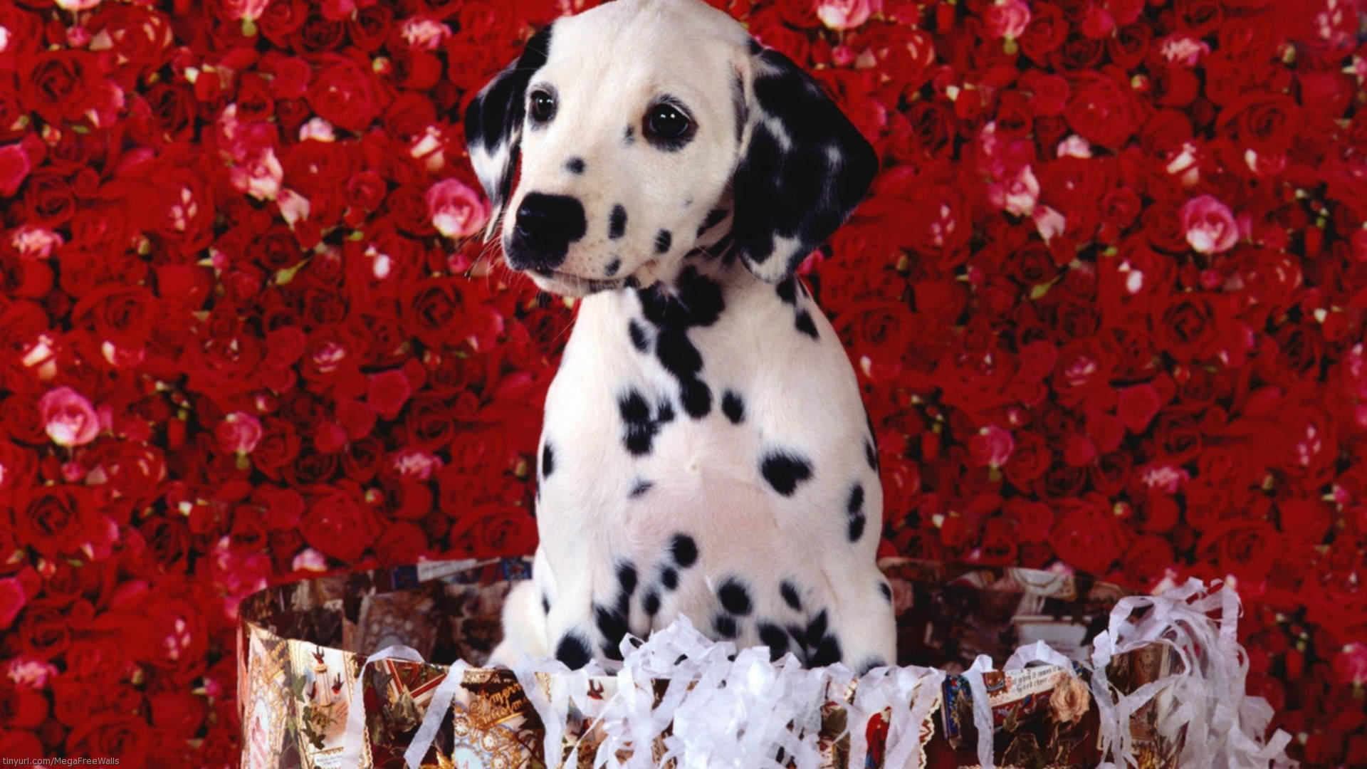Cute Puppy 桌布 壁紙 — 一隻大麥町幼犬端莊地坐在禮物盒中，周圍環繞著一堵鮮豔的紅玫瑰牆。
