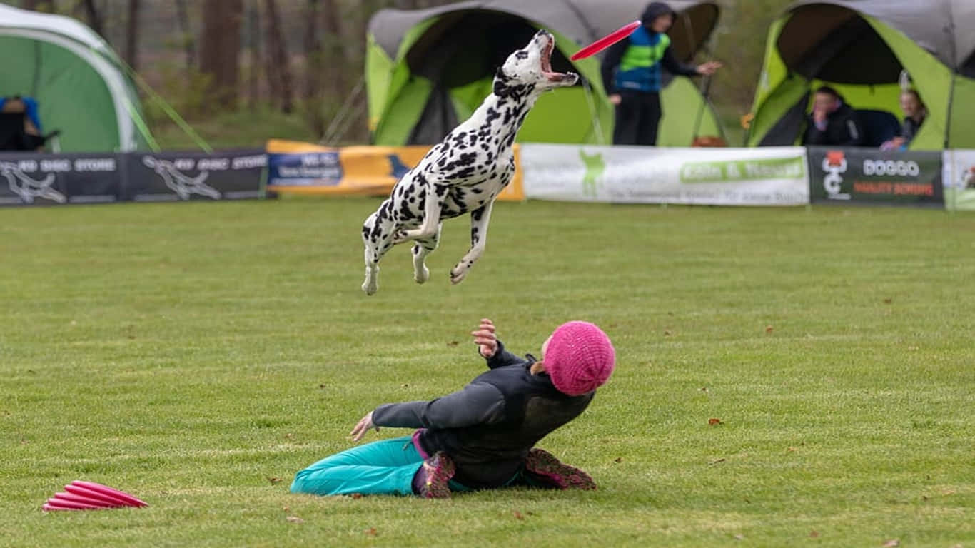 1366x768 Ultimate Frisbee 桌布 壁紙 — 一隻大麥町犬在半空中跳起，接住一個戴粉紅色帽子的人在草地上扔出的紅色飛盤。