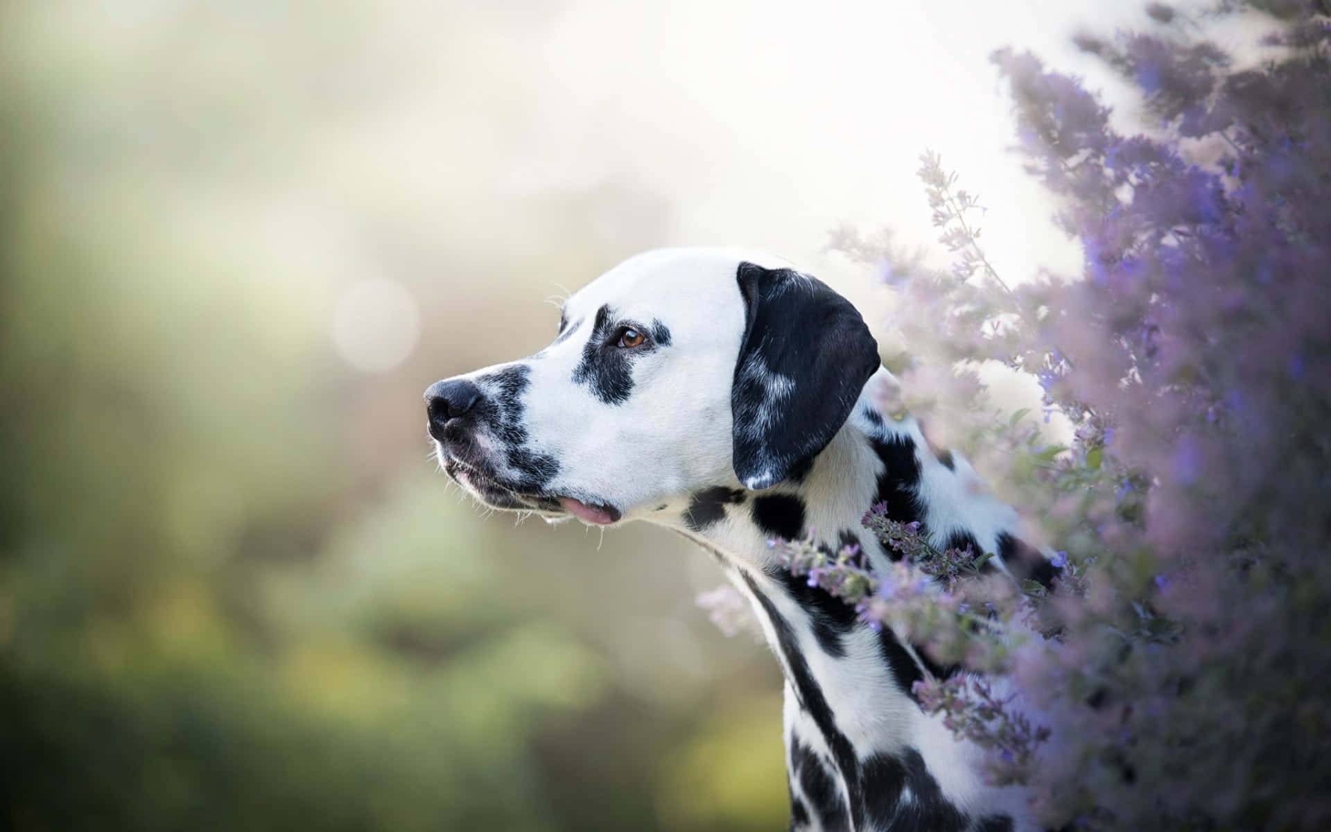 大麥町犬在金色陽光中從薰衣草叢中探出頭來。 — 大麥町犬 壁紙