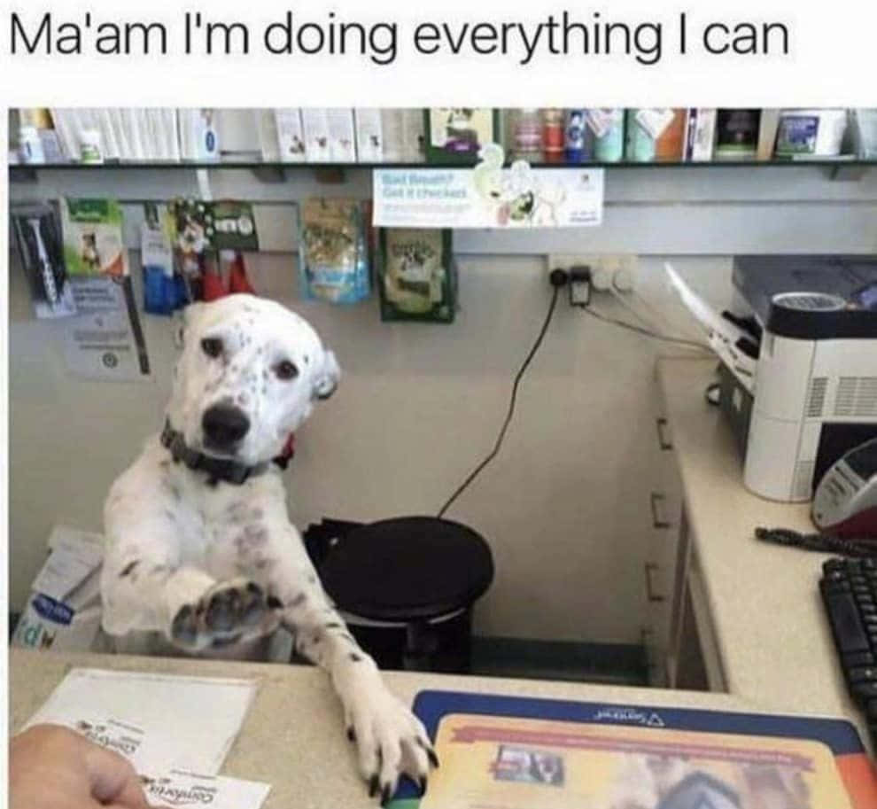 Pet Memes 桌布 壁紙 — 一隻大麥町犬坐在獸醫診所的櫃檯前，爪子放在桌上，認真地看著相機。