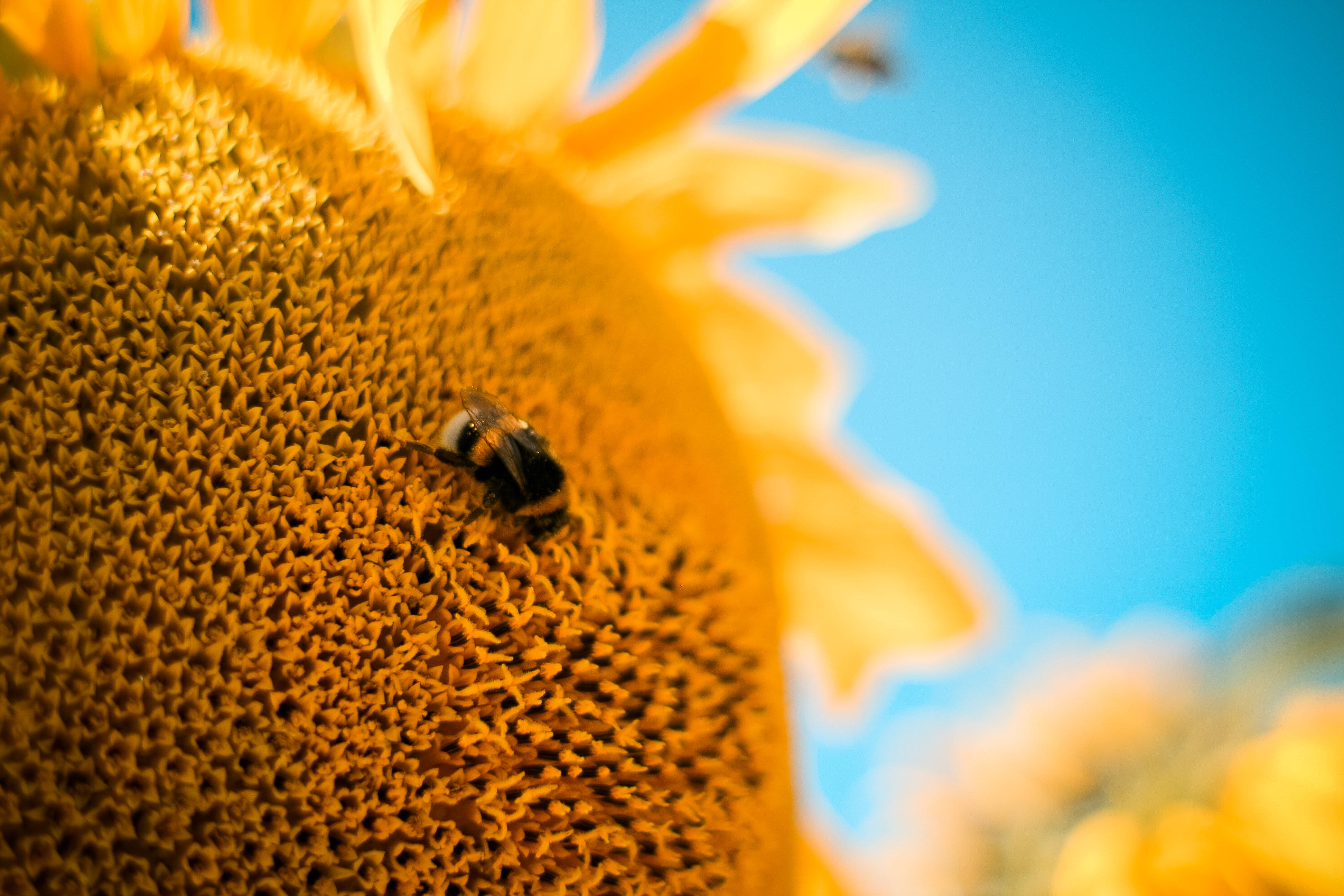 Sunflower Aesthetic 桌布 壁紙 — 一隻大黃蜂在清澈的藍天下勤奮地為鮮豔的向日葵授粉。