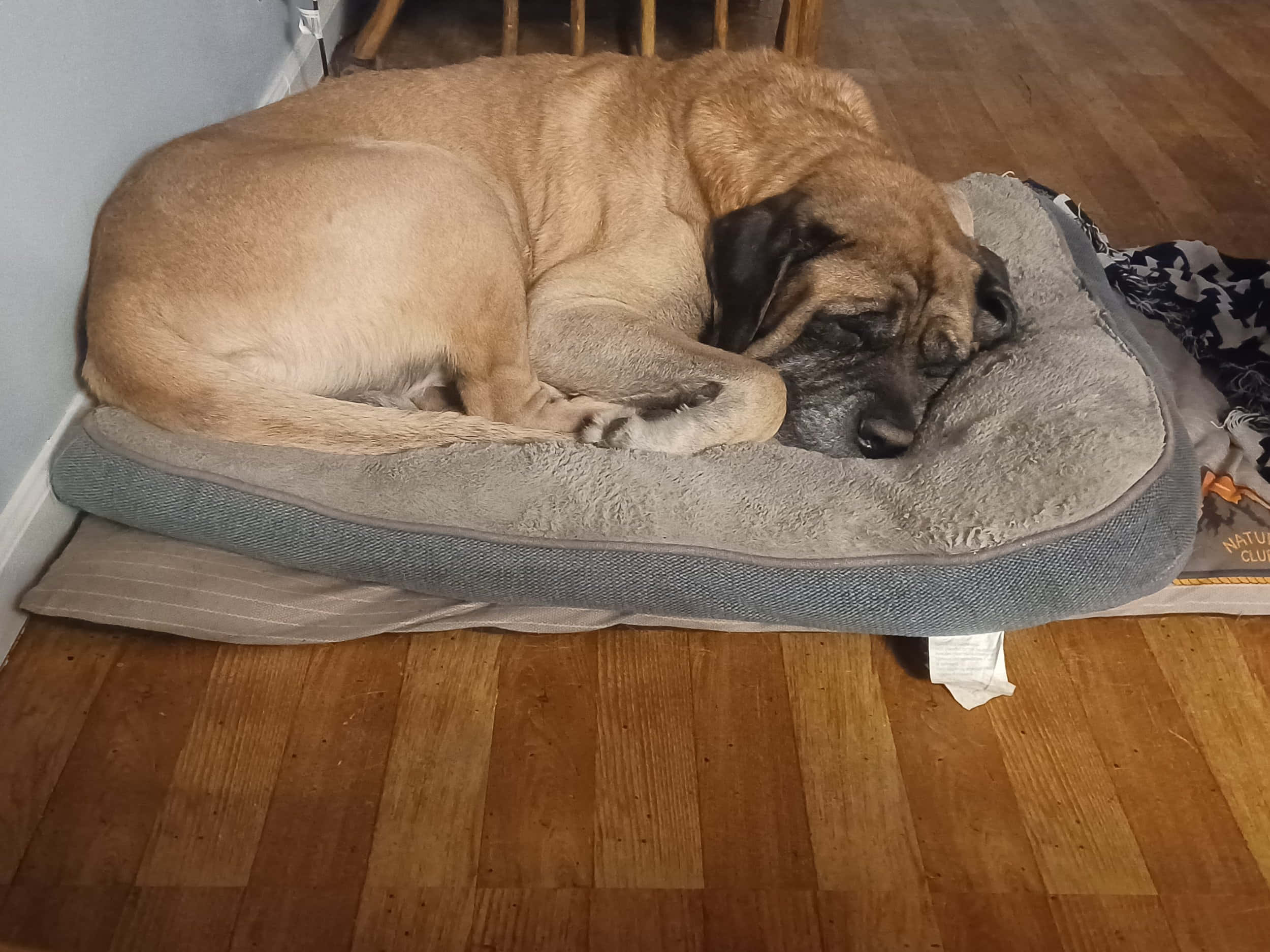 English Mastiff 桌布 壁紙 — 一隻大黃褐色狗，黑色口鼻，蜷縮在灰色狗床上，放在木地板上，靠近牆壁。