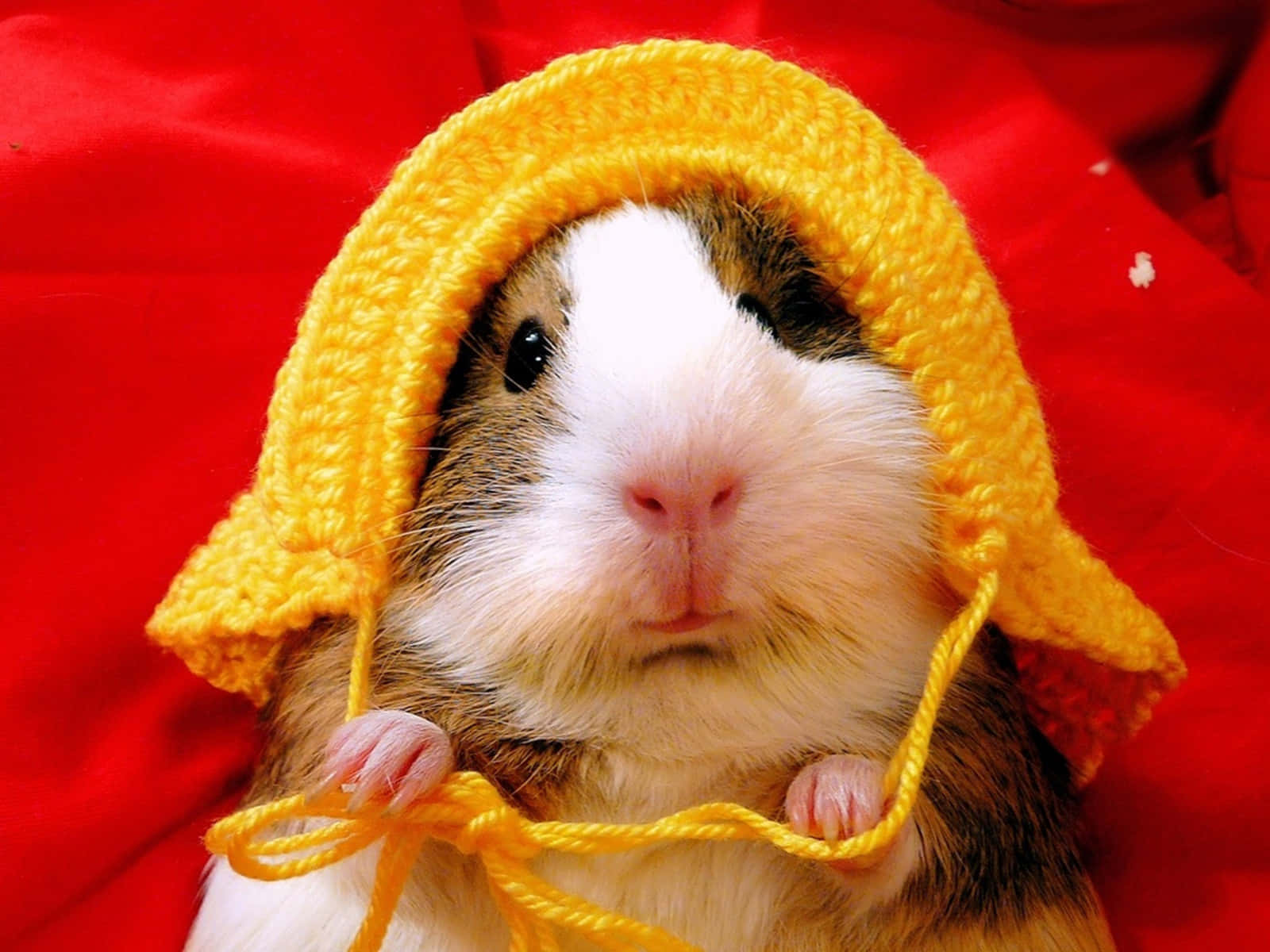 Hamster 桌布 壁紙 — 一隻天竺鼠戴著鮮黃色針織帽，坐在鮮紅色布料背景前。