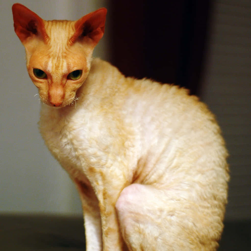 Cornish Rex 桌布 壁紙 — 一隻奶油色康沃爾帝王貓的特寫，有大耳朵和綠色眼睛，專注地坐在室內。