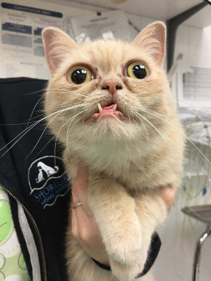 Ugly Cat 桌布 壁紙 — 一隻奶油色的貓，眼睛睜大，嘴巴微張，正在獸醫診所被人抱著。