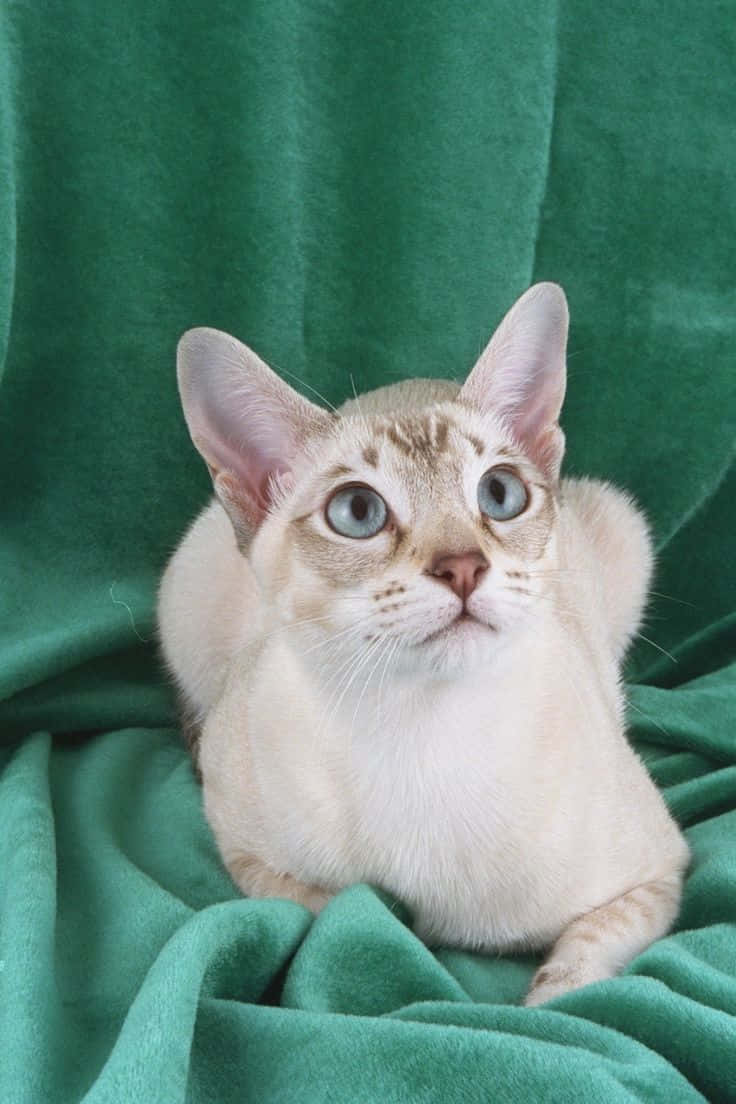 Tonkinese 桌布 壁紙 — 一隻奶油色的貓咪有著引人注目的藍色眼睛，警覺地坐在柔軟的綠色天鵝絨毯上。