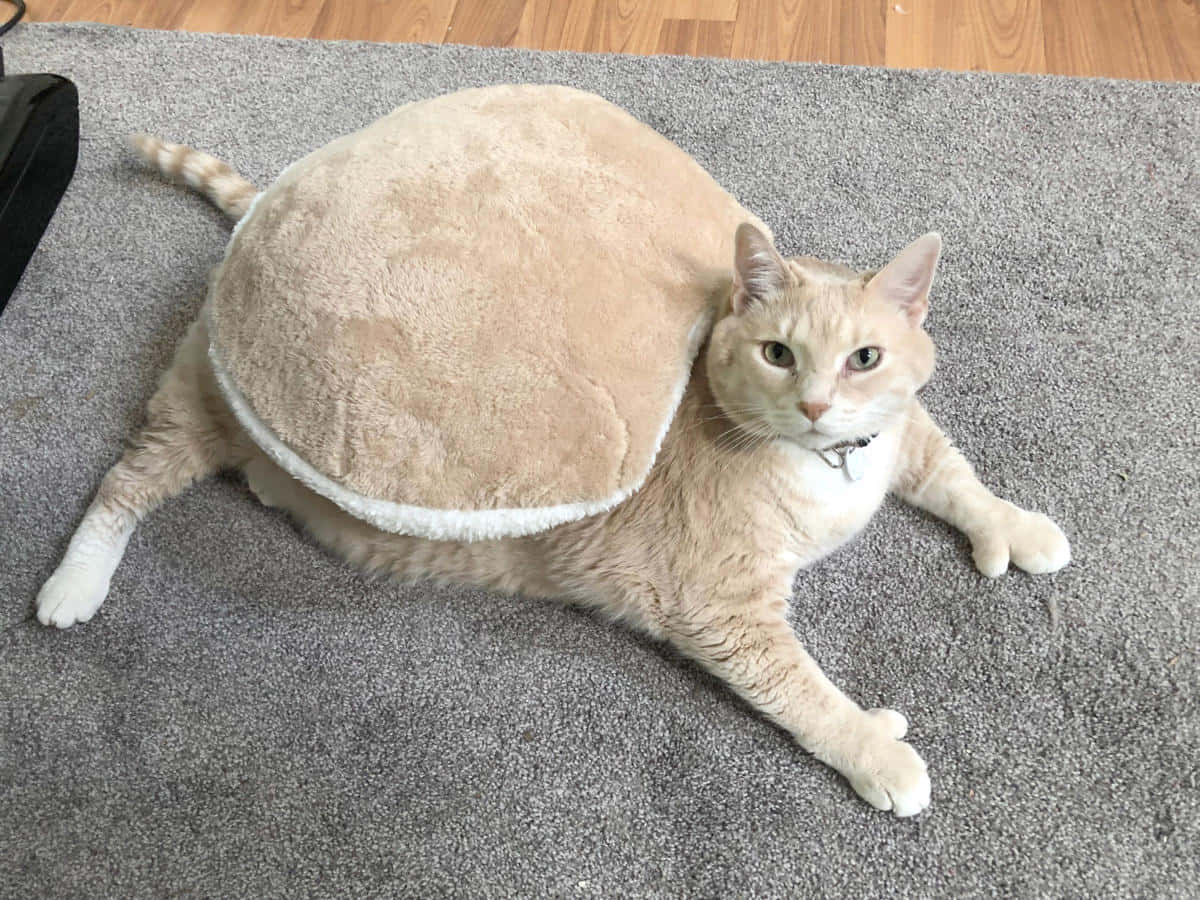 Fat Cat 桌布 壁紙 — 一隻奶油色的貓咪躺在灰色地毯上，穿著帶有白色飾邊的毛絨龜殼服裝。