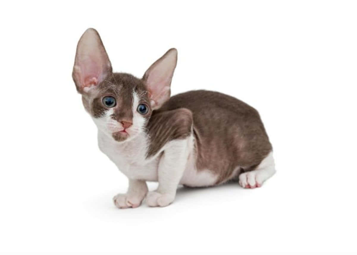 Cornish Rex 桌布 壁紙 — 一隻好奇的Devon Rex小貓，有大耳朵和藍色眼睛，警覺地坐在純白色背景前。