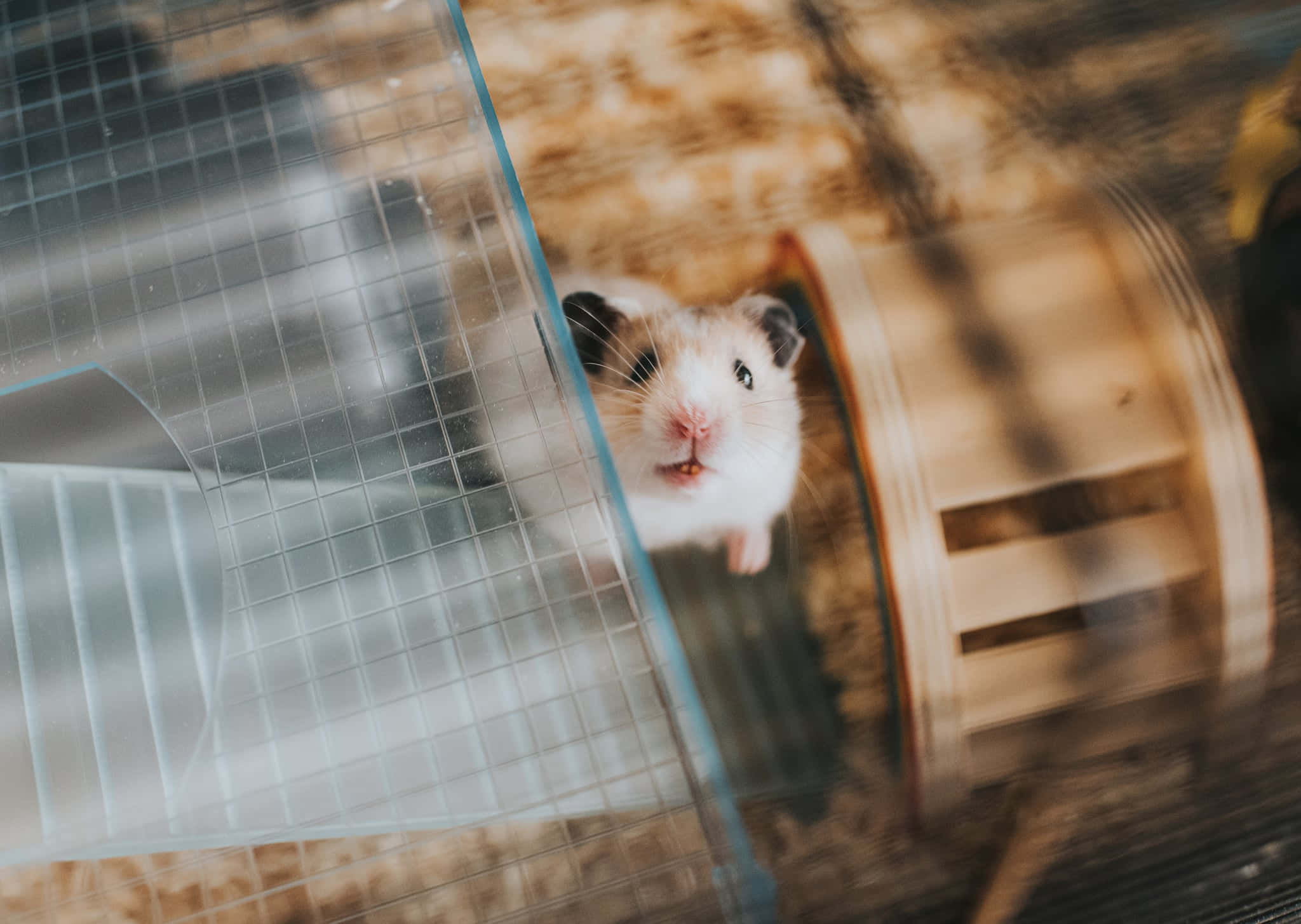 hamster wheel 桌布 壁紙 — 一隻好奇的倉鼠從玻璃圍欄中探出頭來，背後有一個模糊轉動的木輪。