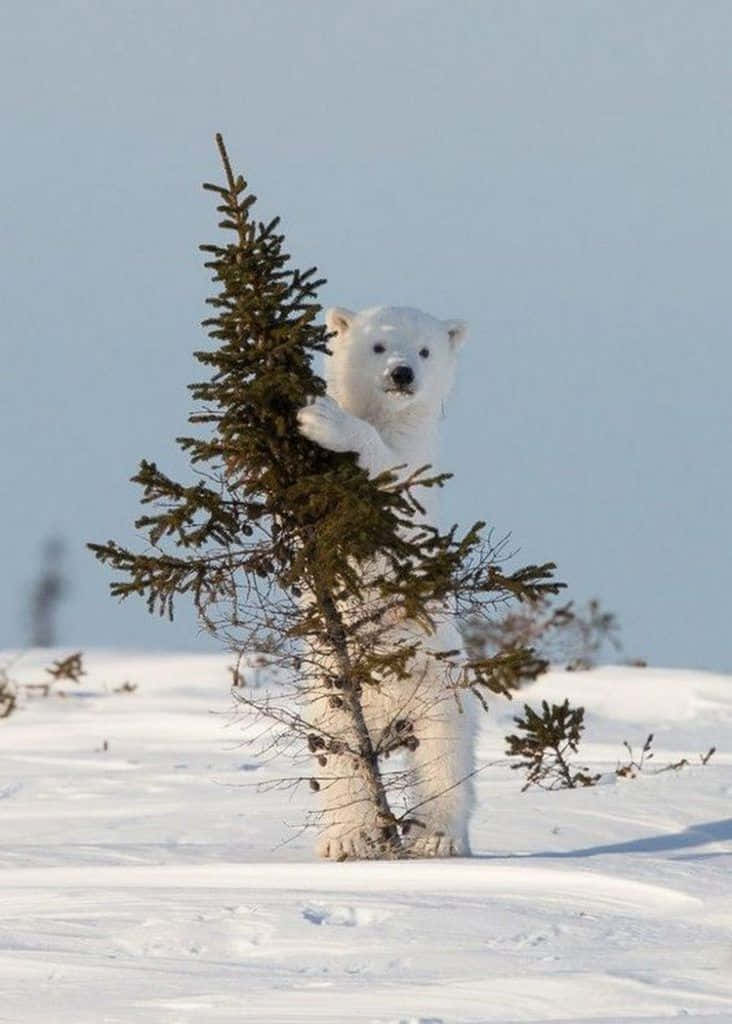 動物 桌布 壁紙 — 一隻好奇的北極熊在雪地苔原上直立，用一隻爪子抓著一棵小常青樹。