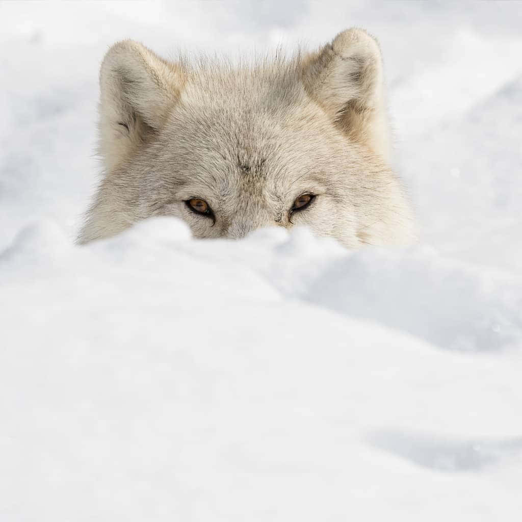 Beautiful Wolf 桌布 壁紙 — 一隻好奇的北極狐在冬季仙境中，用強烈的琥珀色眼睛從雪堆上探出頭來。