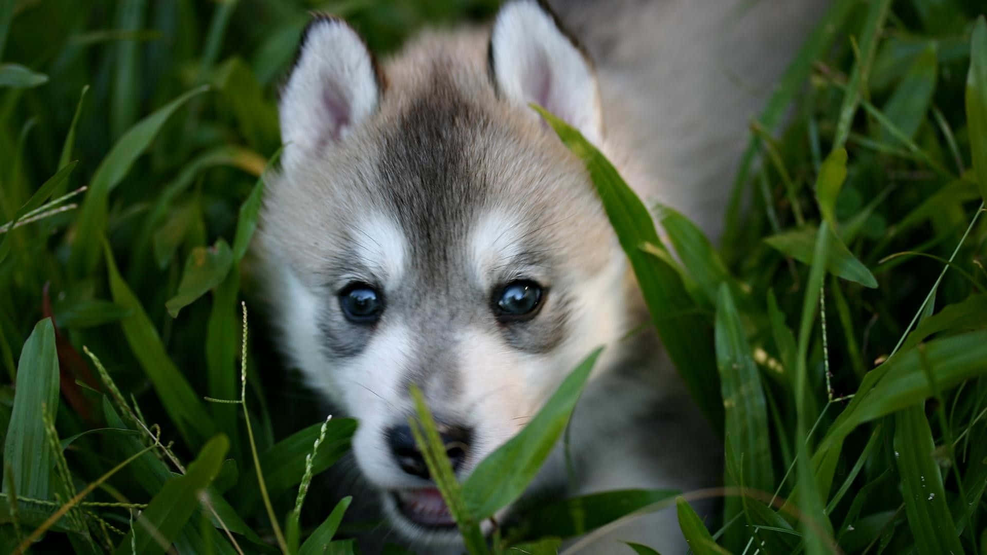 Wolf Pup 桌布 壁紙 — 一隻好奇的哈士奇幼犬透過充滿活力的綠草窺視，明亮的藍色眼睛直視觀眾。