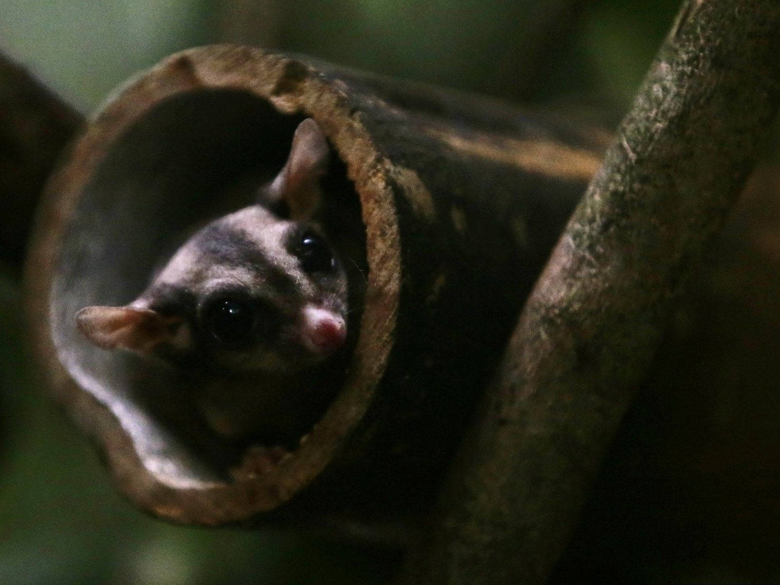 Glider 桌布 壁紙 — 一隻好奇的夜行性有袋動物從空心竹莖內探出頭來，身處昏暗的森林環境中。