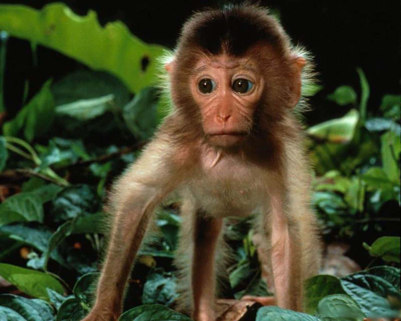 Monkey Funny 桌布 壁紙 — 一隻好奇的大眼小猴子穿過茂密的綠色叢林葉子向前張望。