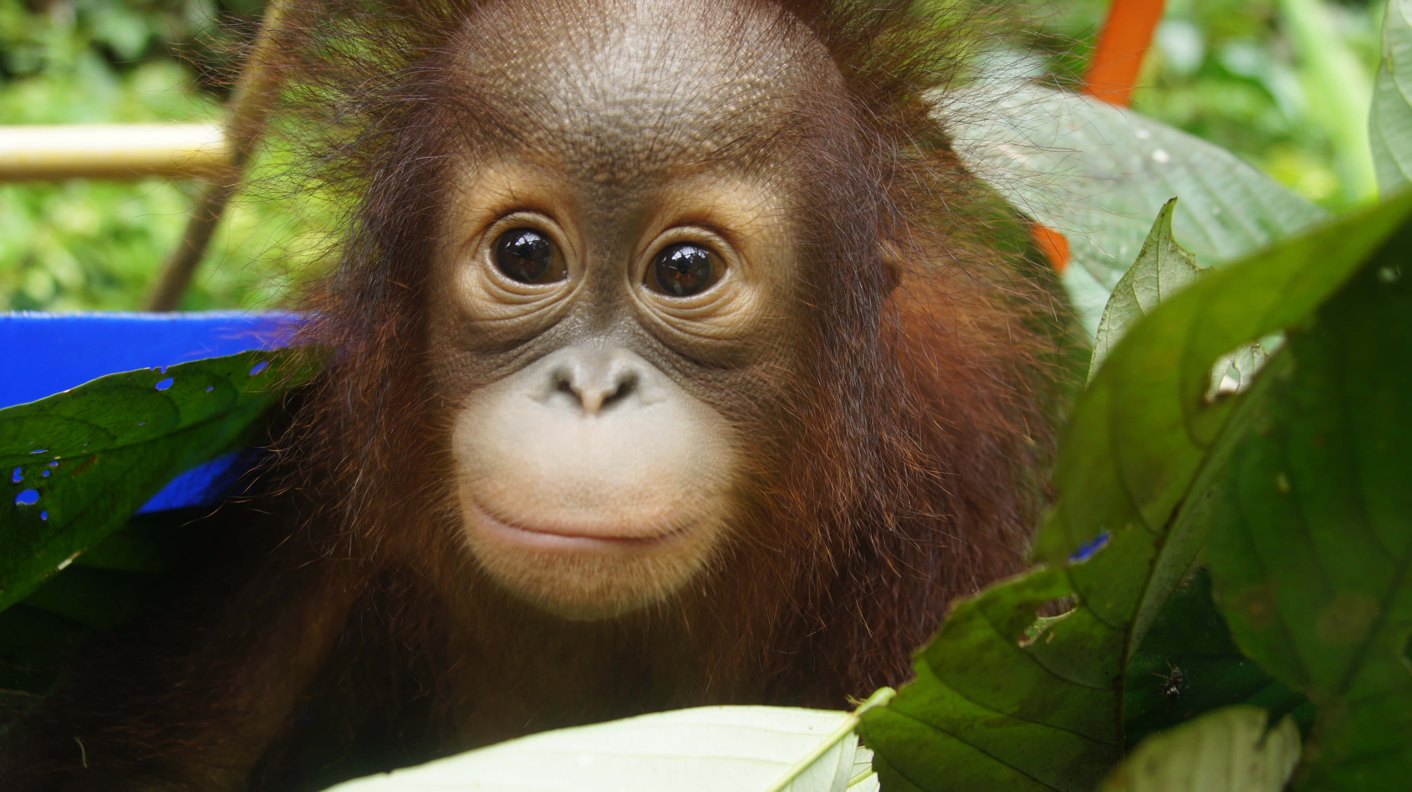 Orangutan 桌布 壁紙 — 一隻好奇的寶寶猩猩在茂密的綠葉之間，用又大又黑的眼睛窺視，背景是充滿活力的叢林。