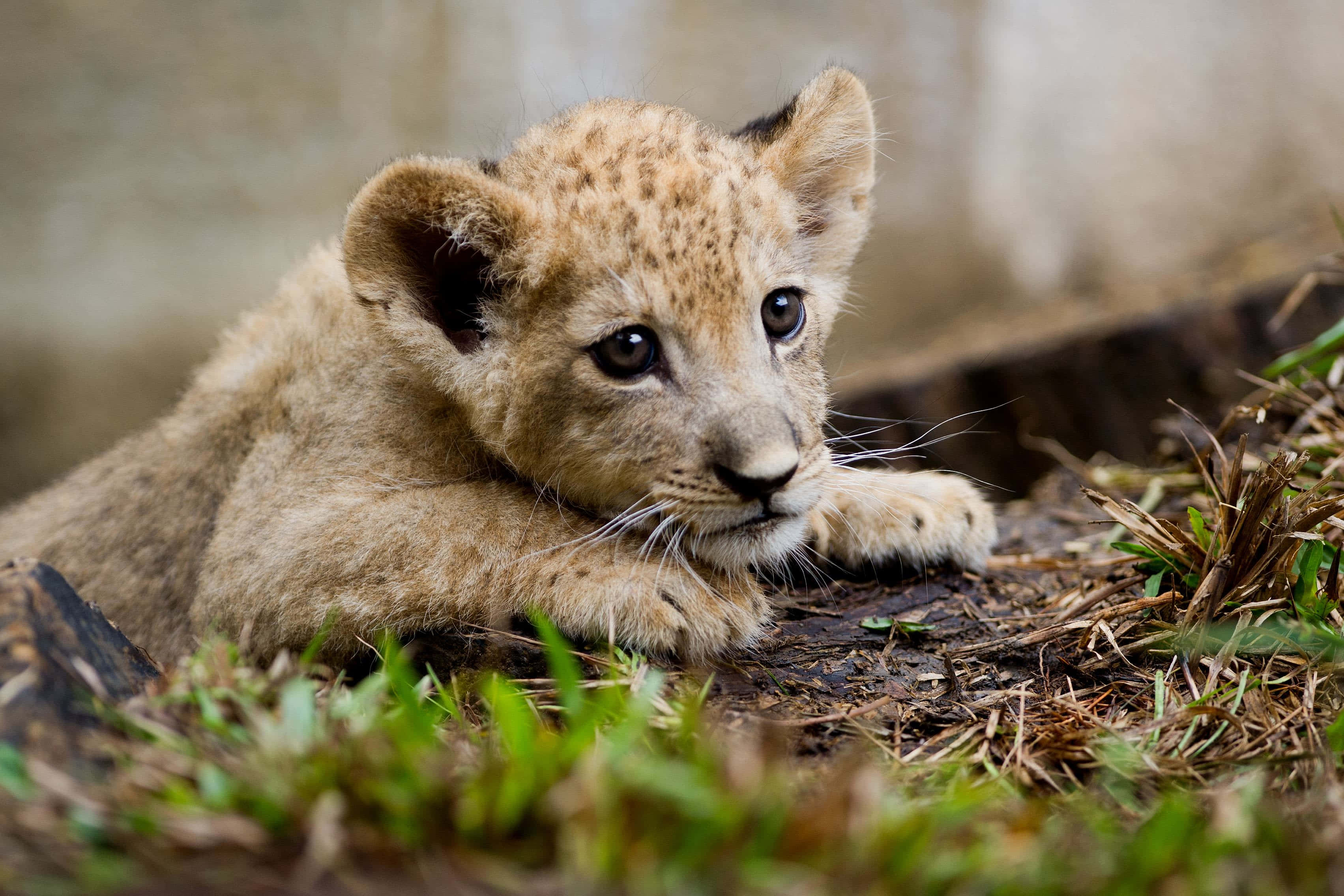 Baby Lion 桌布 壁紙 — 一隻好奇的寶寶獅子，身上有斑點毛皮，在草地和泥土上休息，用大大的黑色眼睛專注地凝視。