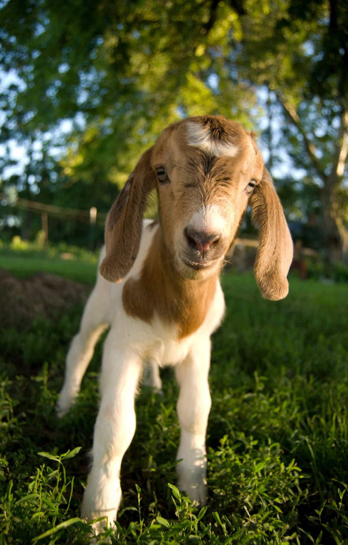 動物 桌布 壁紙 — 一隻好奇的小山羊，耳朵下垂，站在陽光照耀的綠草地上，閉著一隻眼睛直視鏡頭。