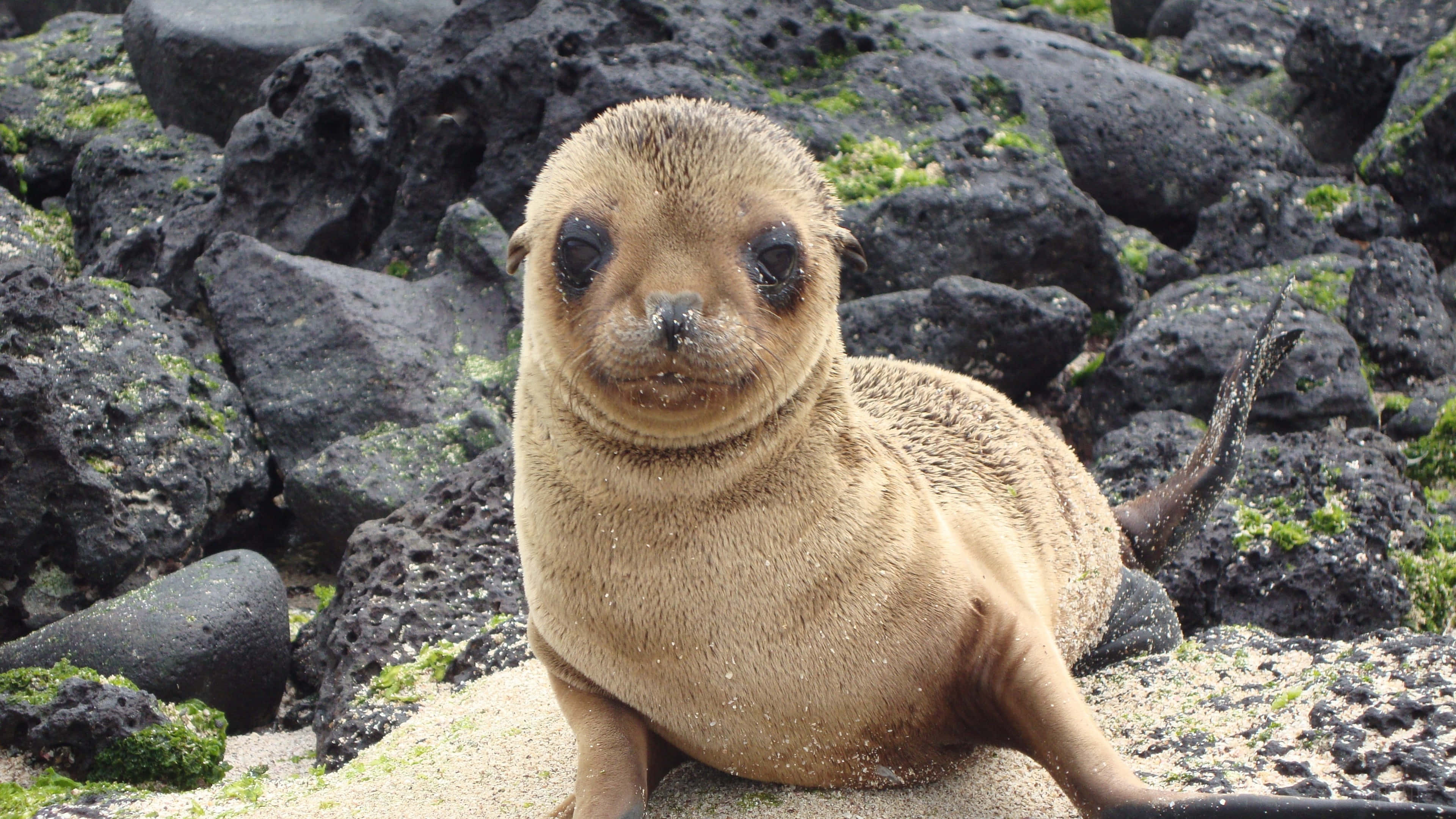 seal 桌布 壁紙 — 一隻好奇的小海獅幼崽，毛髮濕漉漉，坐在沙質岩石上，周圍是覆蓋著綠色苔蘚的深色火山岩。