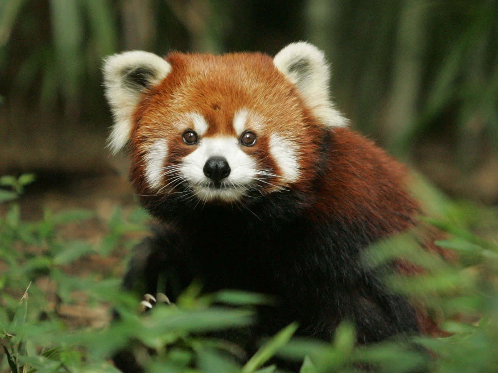 Cute Baby Animal 桌布 壁紙 — 一隻好奇的小熊貓，有毛茸茸的白色耳朵和蓬鬆的尾巴，在森林的綠色竹葉之間窺視。