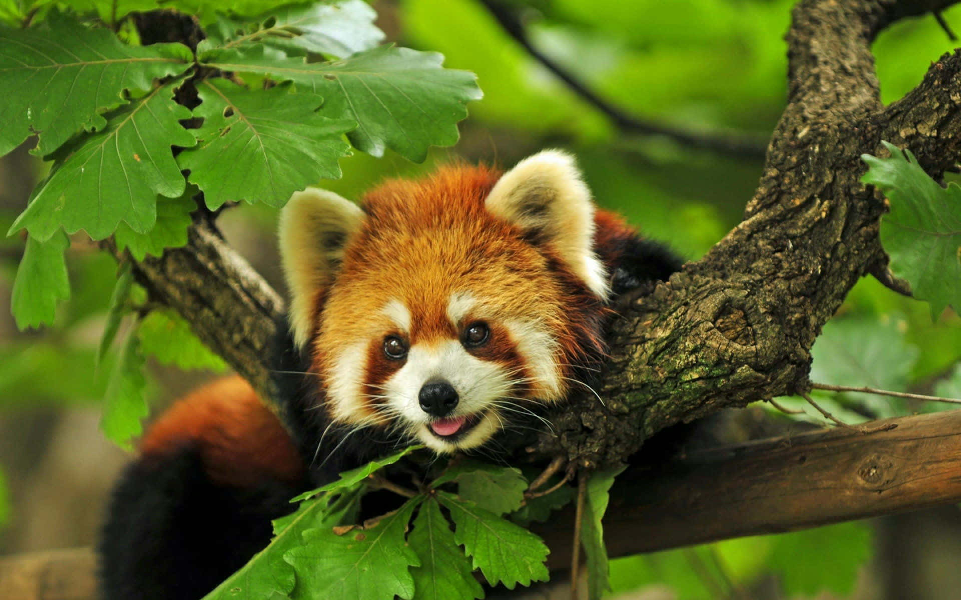 Cute Red Panda 桌布 壁紙 — 一隻好奇的小熊貓在森林的樹枝上，從茂密的綠葉後面探出頭來。