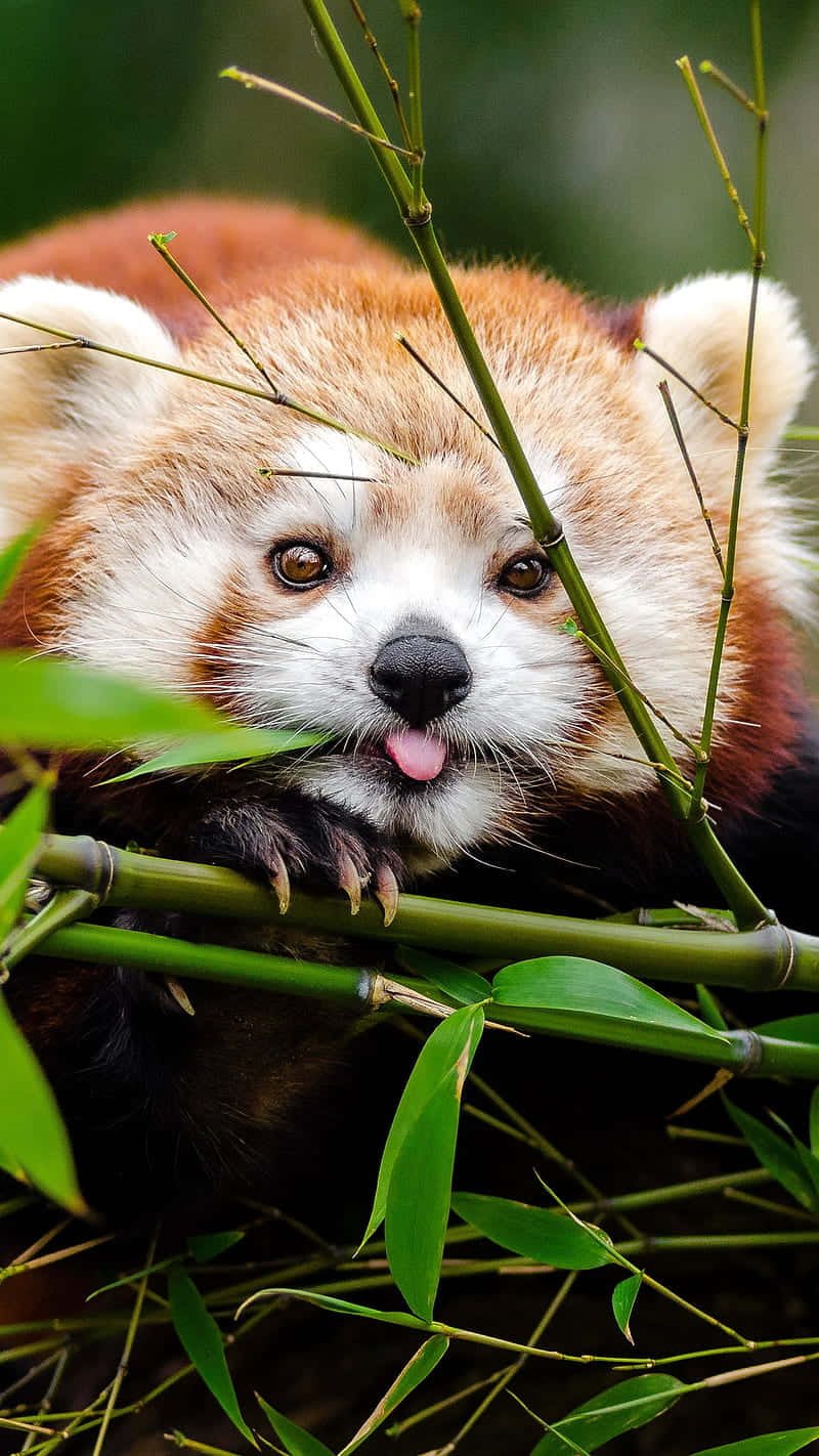 Cute Red Panda 桌布 壁紙 — 一隻好奇的小熊貓在綠色竹叢中伸出舌頭，展現出玩樂的時刻。