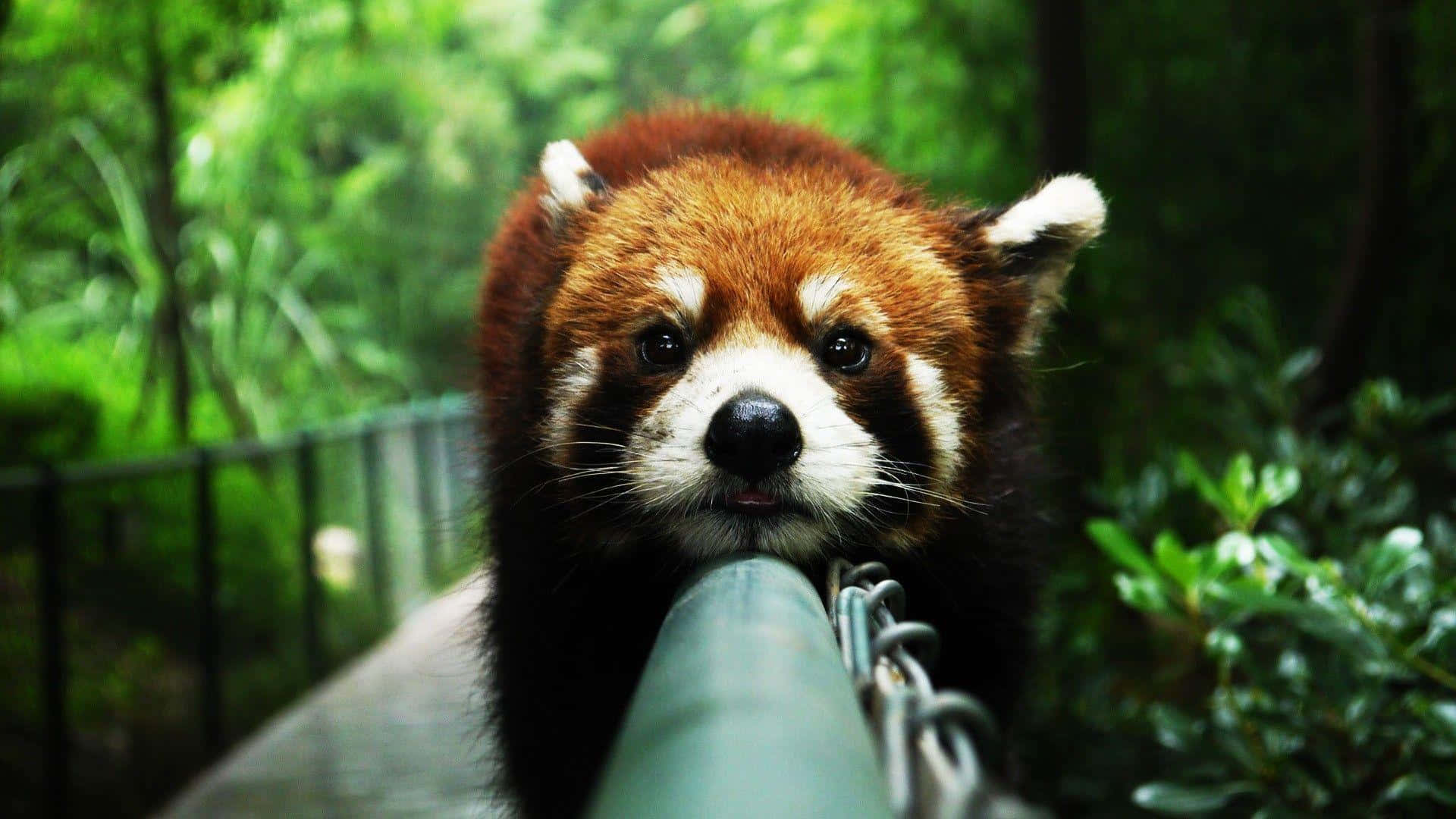 Red Panda 桌布 壁紙 — 一隻好奇的小熊貓在茂密森林圍欄中，從綠色欄杆上方窺視。