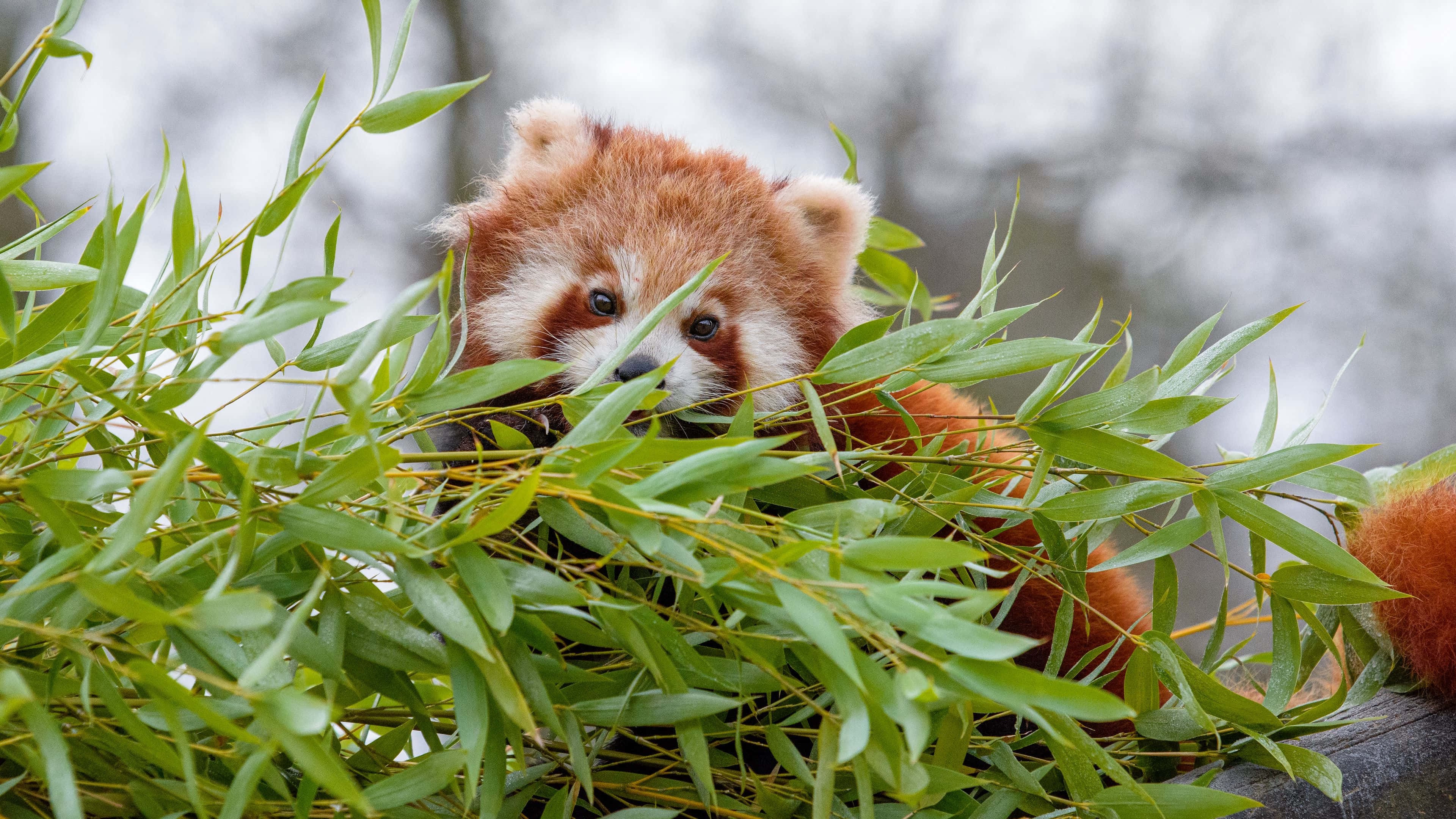 Red Panda 桌布 壁紙 — 一隻好奇的小熊貓在霧氣瀰漫的森林環境中，透過充滿活力的綠色竹葉窺視。