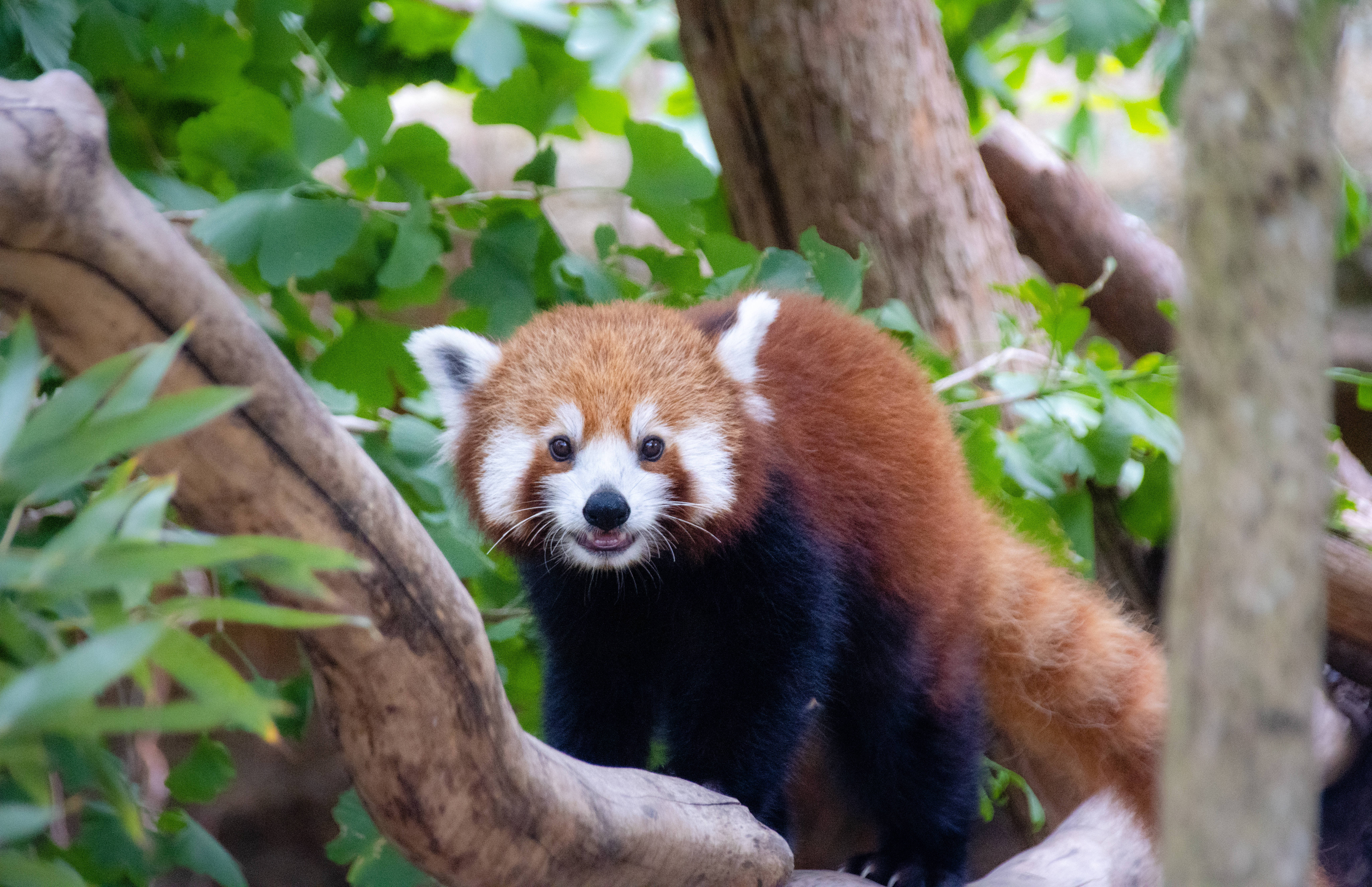 Red Panda 桌布 壁紙 — 一隻好奇的小熊貓棲息在樹枝上，周圍是茂密的綠色樹葉，在自然森林環境中。