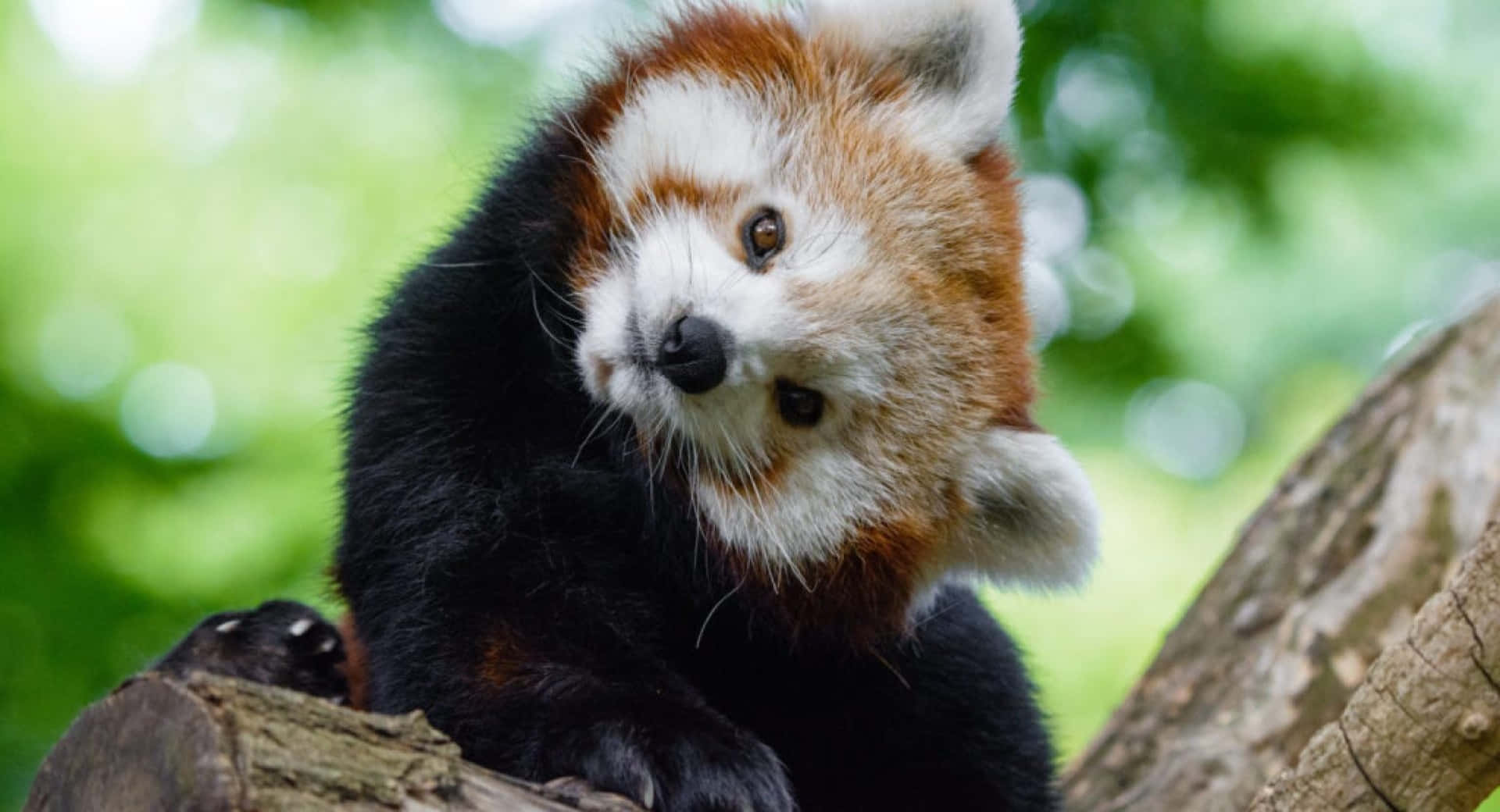 動物 桌布 壁紙 — 一隻好奇的小熊貓棲息在樹枝上，背景是茂密的綠色樹葉，輕輕模糊了。