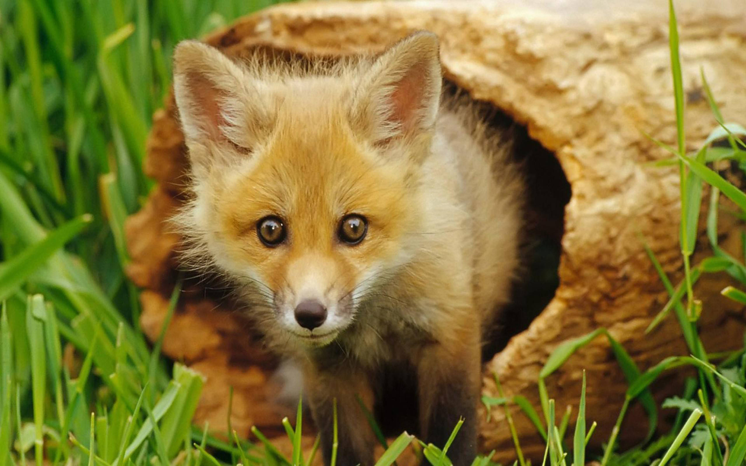 cute kawaii fox 桌布 壁紙 — 一隻好奇的小狐狸從空心的木頭裡探出頭來，周圍是充滿活力的綠色草地。