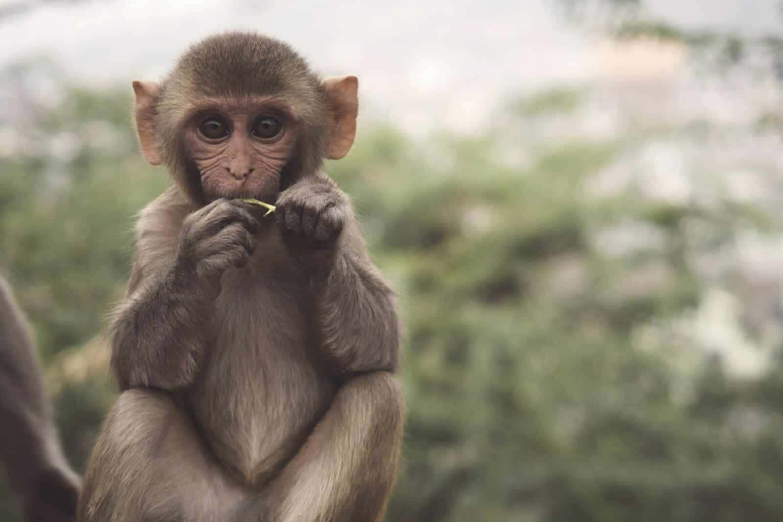 Baby Monkey 桌布 壁紙 — 一隻好奇的小猴子坐在柔和焦點的綠葉中，輕輕地拿著並啃著一片小黃葉。