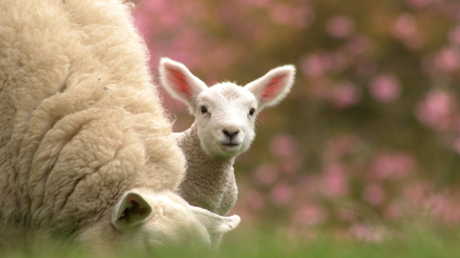 Sheep 桌布 壁紙 — 一隻好奇的小羊羔從媽媽毛茸茸的身邊探出頭來，背景是柔和的粉紅色花卉。