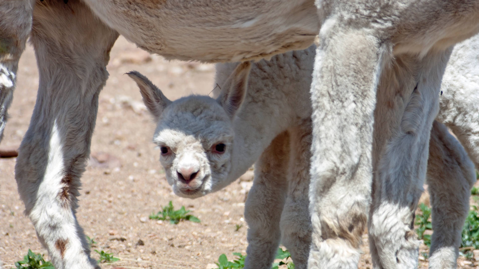 Alpaca 桌布 壁紙 — 一隻好奇的小羊駝在陽光普照、稀疏綠草的泥地上，從媽媽的腳下探出頭來。