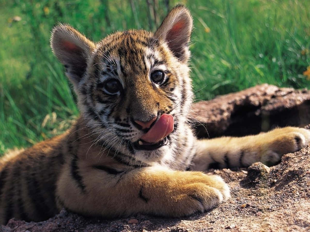 Baby Tiger 桌布 壁紙 — 一隻好奇的小老虎在鮮綠色草叢中的泥土上休息，舔著自己的鼻子。