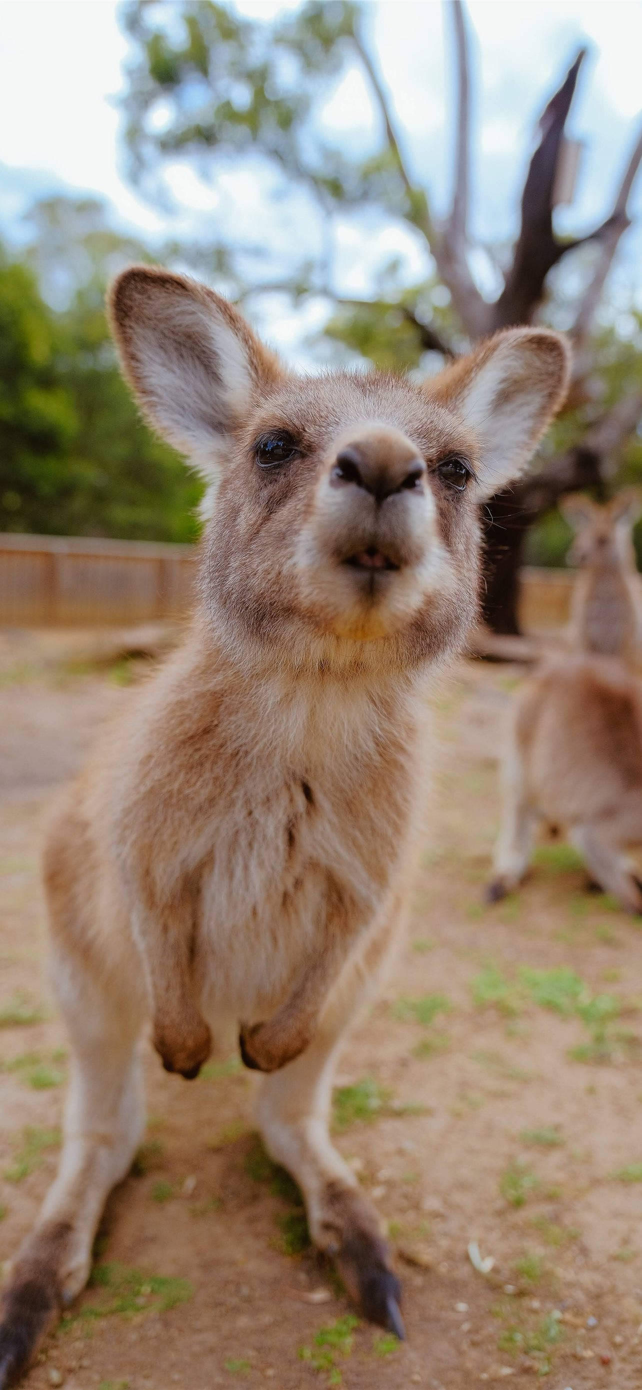 Kangaroo 桌布 壁紙 — 一隻好奇的小袋鼠在陽光普照的戶外圍欄中，豎著大耳朵，披著蓬鬆的棕色皮毛，直視鏡頭。