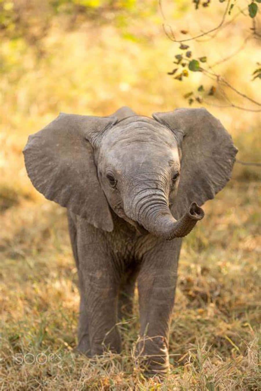Cute Elephant 桌布 壁紙 — 一隻好奇的小象站在金色的草叢中，象鼻捲起，直視鏡頭。
