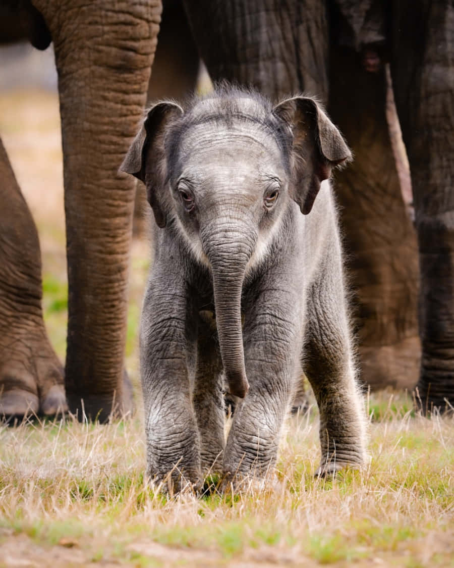 Cute Elephant 桌布 壁紙 — 一隻好奇的小象走向鏡頭，後面有成年的象站在草地上。