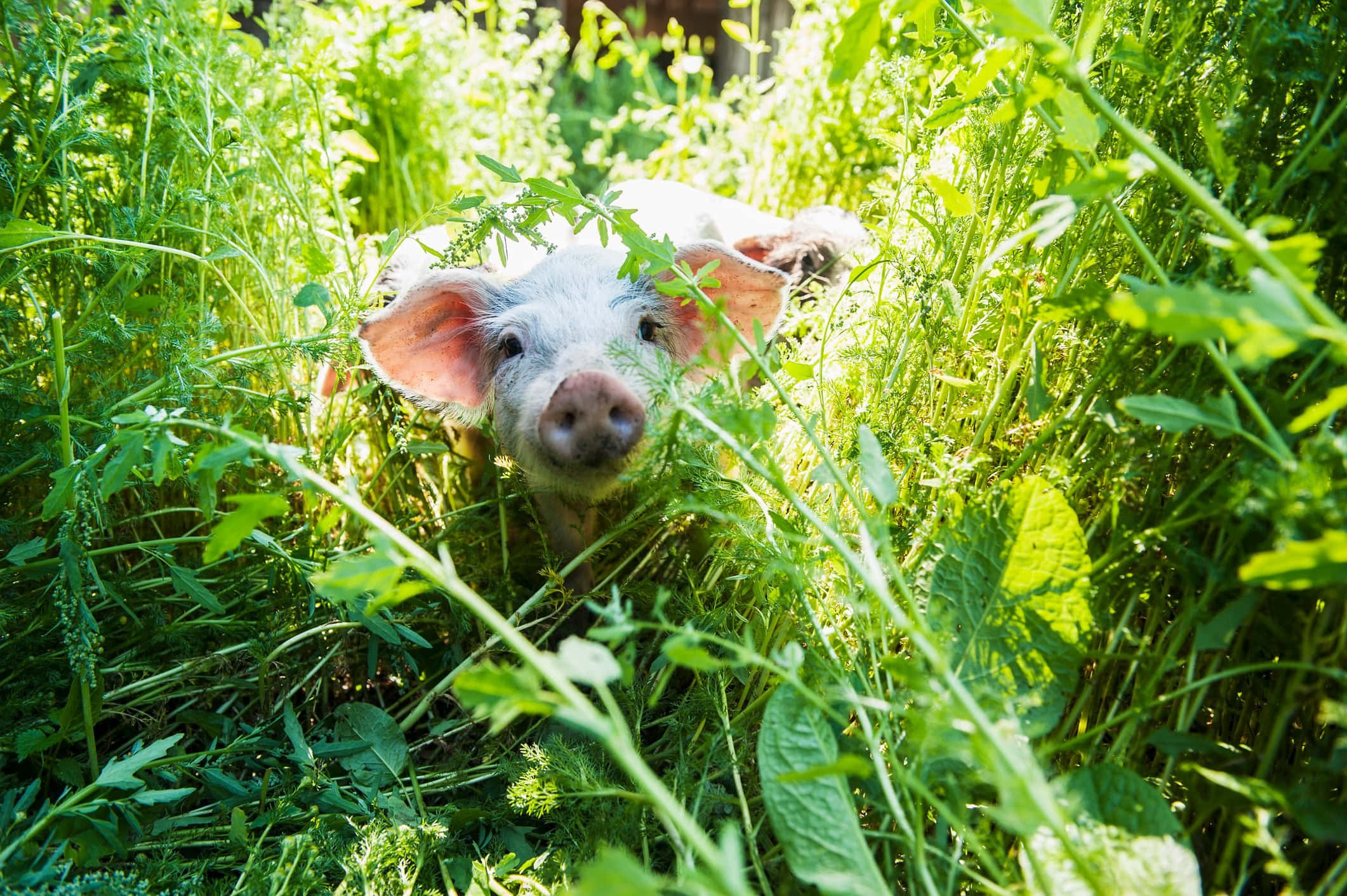 Pig 桌布 壁紙 — 一隻好奇的小豬穿過沐浴在明亮陽光下的鮮綠色樹葉窺視。