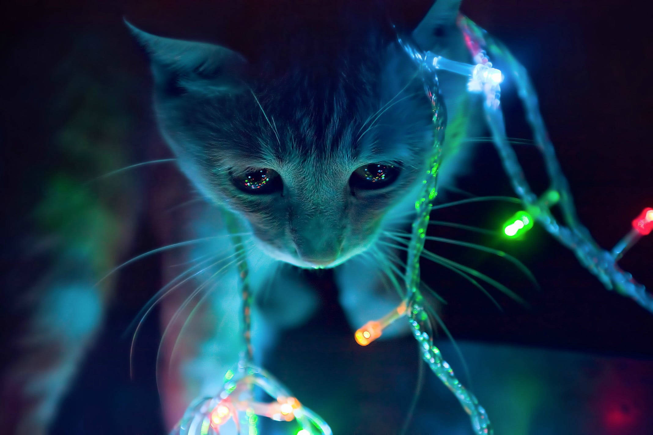 Cute Cat HD 桌布 壁紙 — 一隻好奇的小貓咪在黑暗的房間裡透過彩色串燈凝視，眼睛閃閃發光。