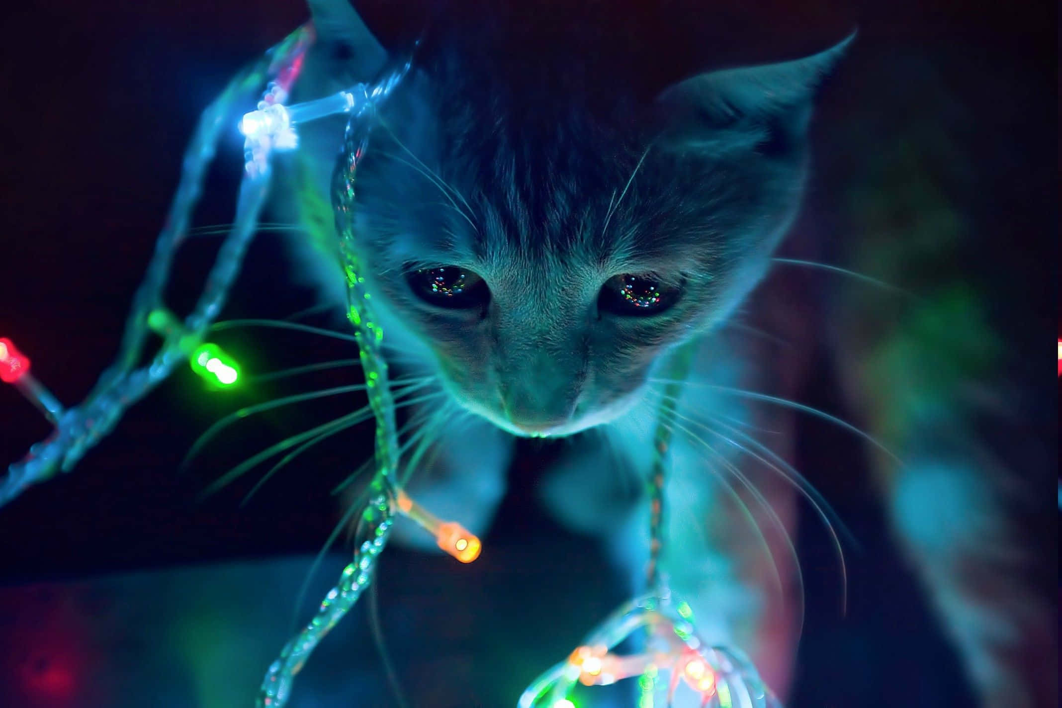 Cute Cat 桌布 壁紙 — 一隻好奇的小貓在漆黑的房間裡透過發光的彩色仙女燈窺視。