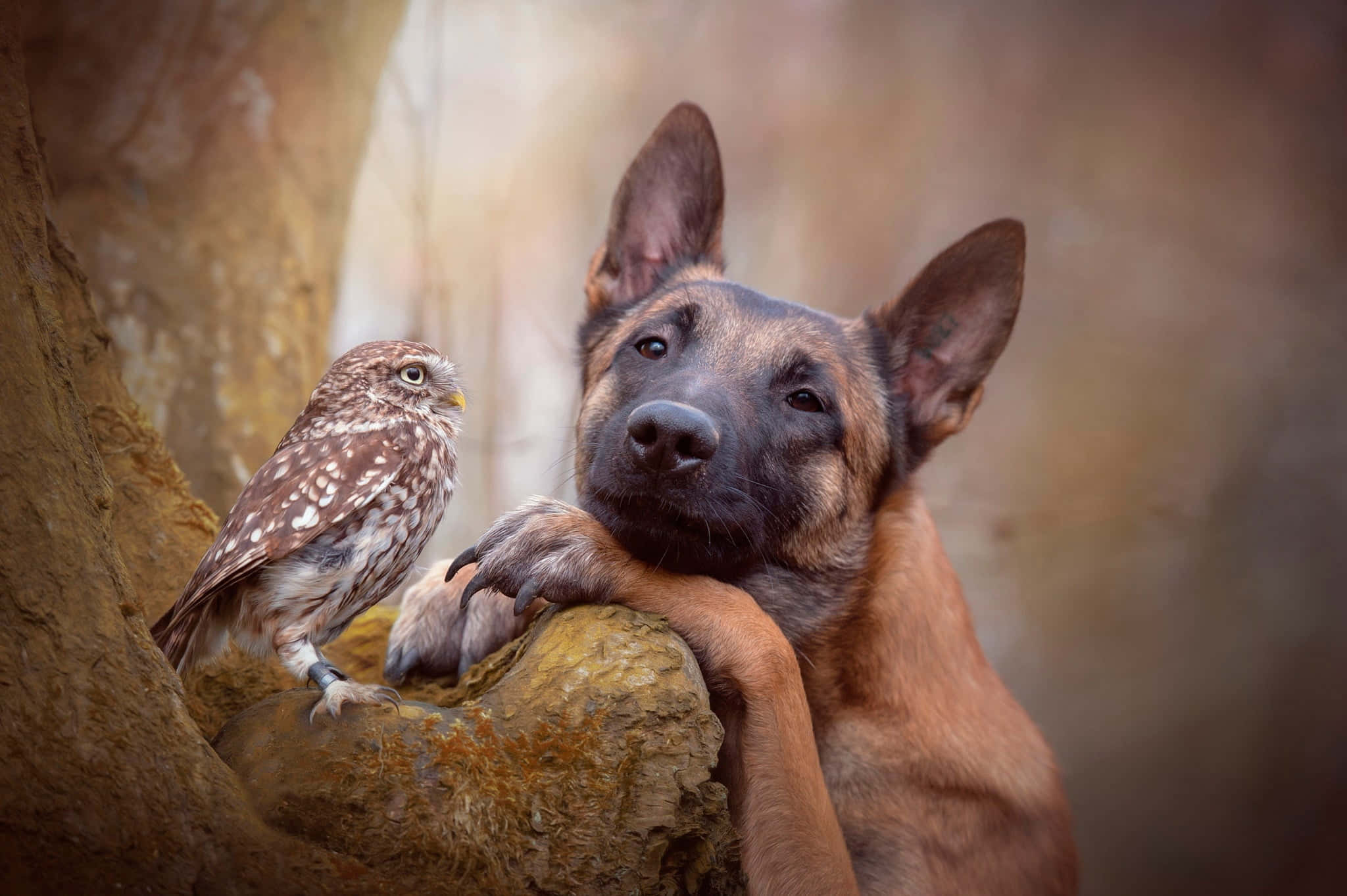German Shepherd 桌布 壁紙 — 一隻好奇的小貓頭鷹棲息在一隻平靜的德國牧羊犬旁邊，德國牧羊犬將爪子放在長滿苔蘚的石頭上休息。