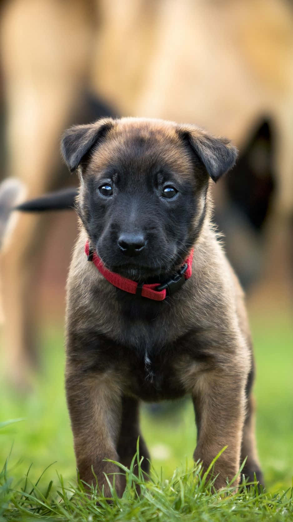 Cute Aesthetic Dog 桌布 壁紙 — 一隻好奇的小鹿和一隻有著明亮藍眼睛的黑色小狗，戴著紅色項圈，警覺地站在充滿活力的綠草上。