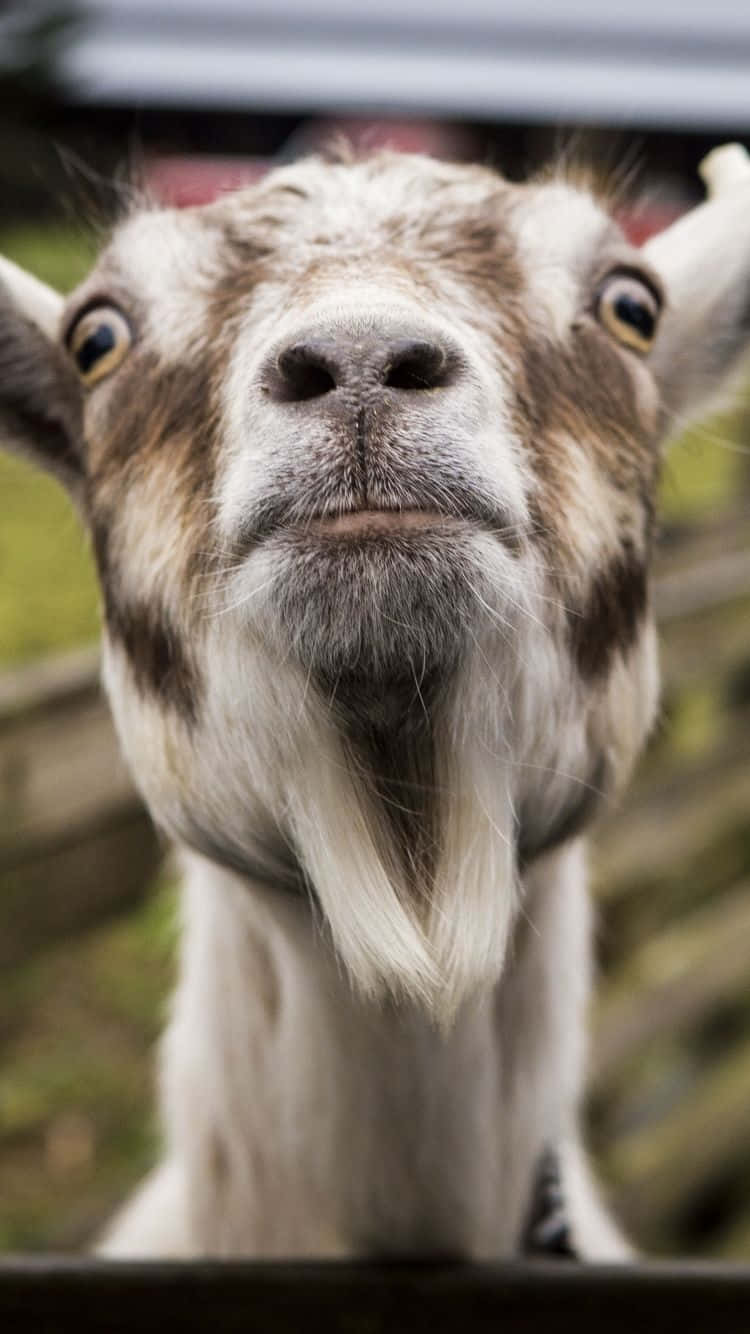 動物 桌布 壁紙 — 一隻好奇的山羊，睜大眼睛，留著白色鬍鬚，從木柵欄上探出頭來的特寫。